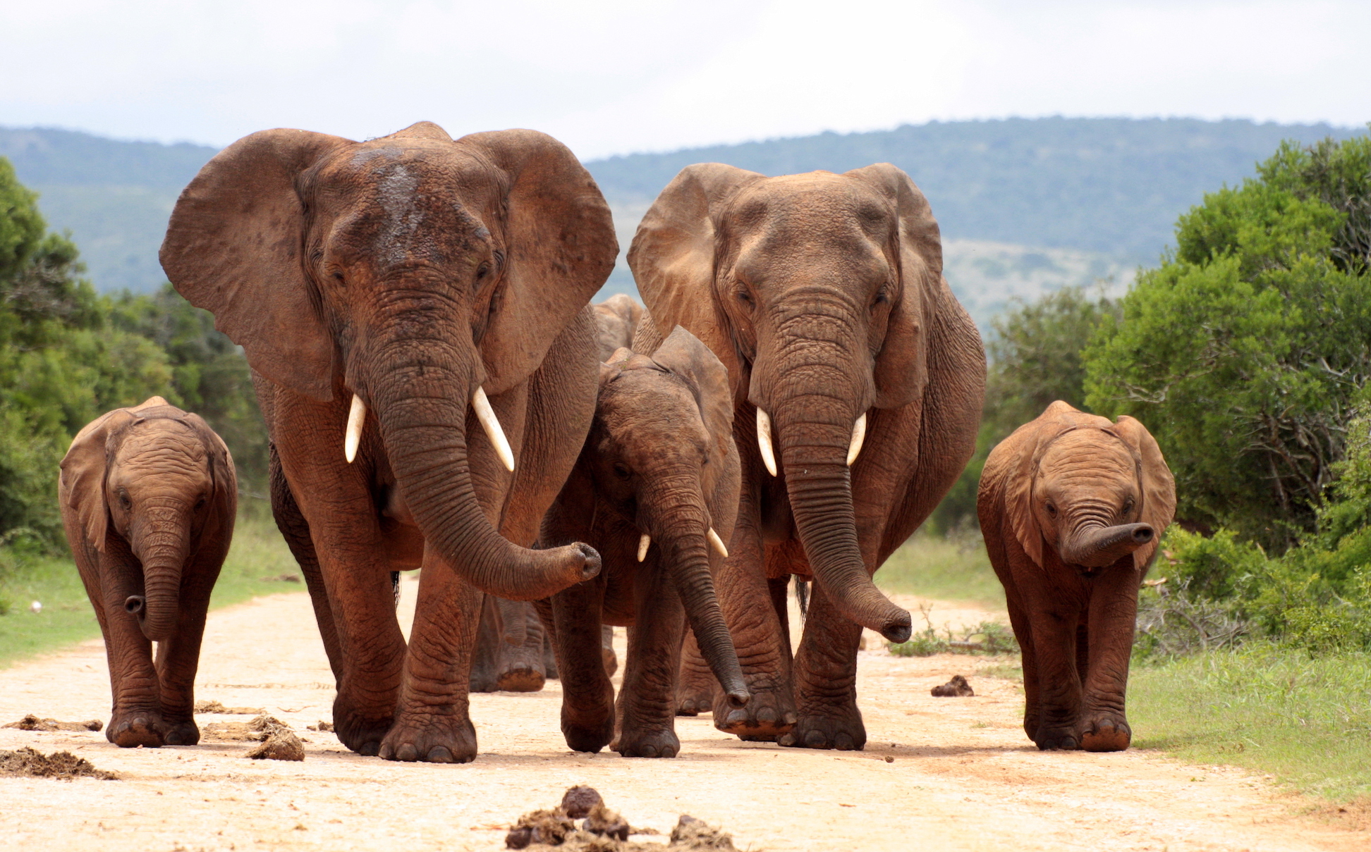 Behind the backlash on elephant trophy imports and why it matters