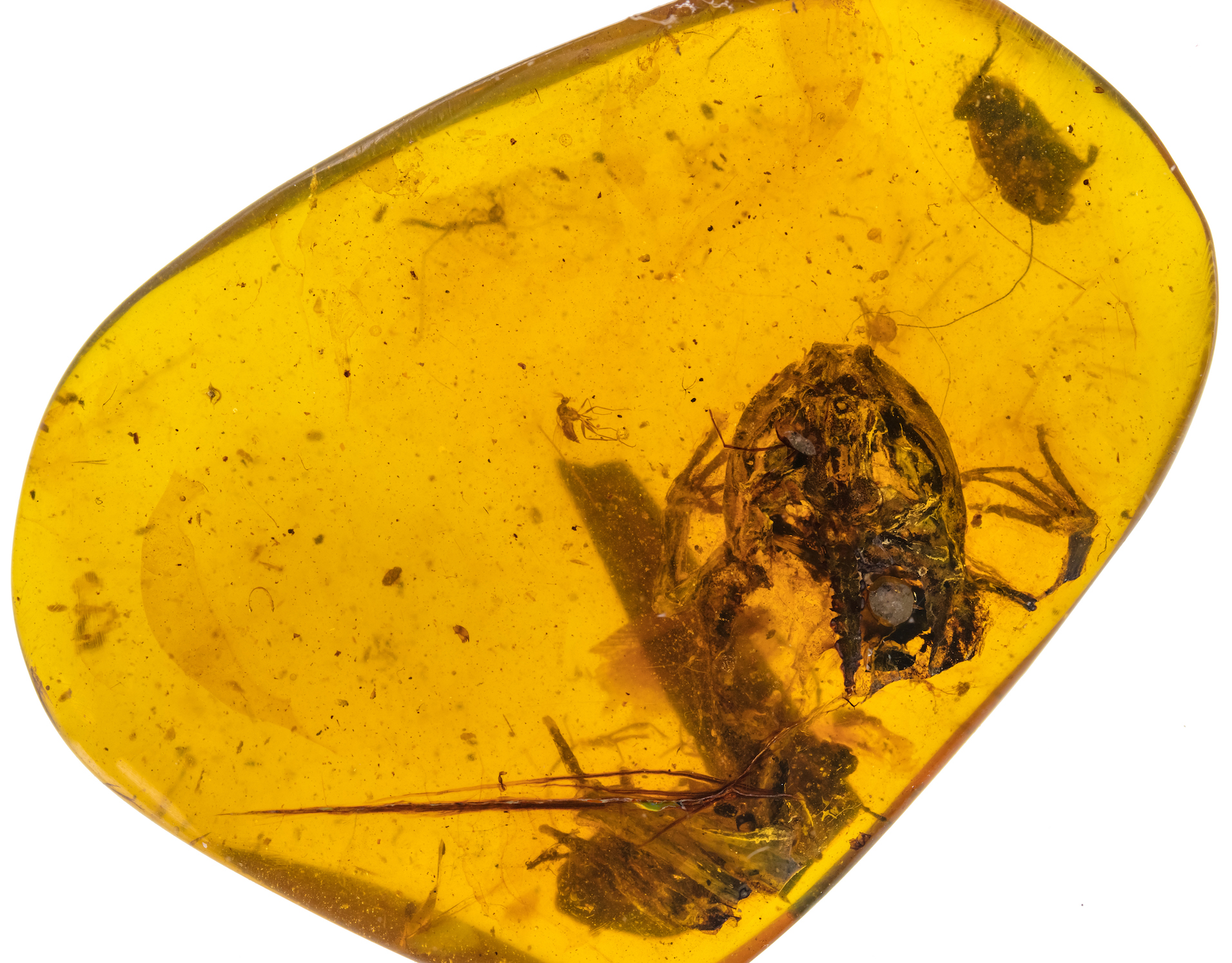 Amber fossil reveals oldest evidence of frogs in tropical forests