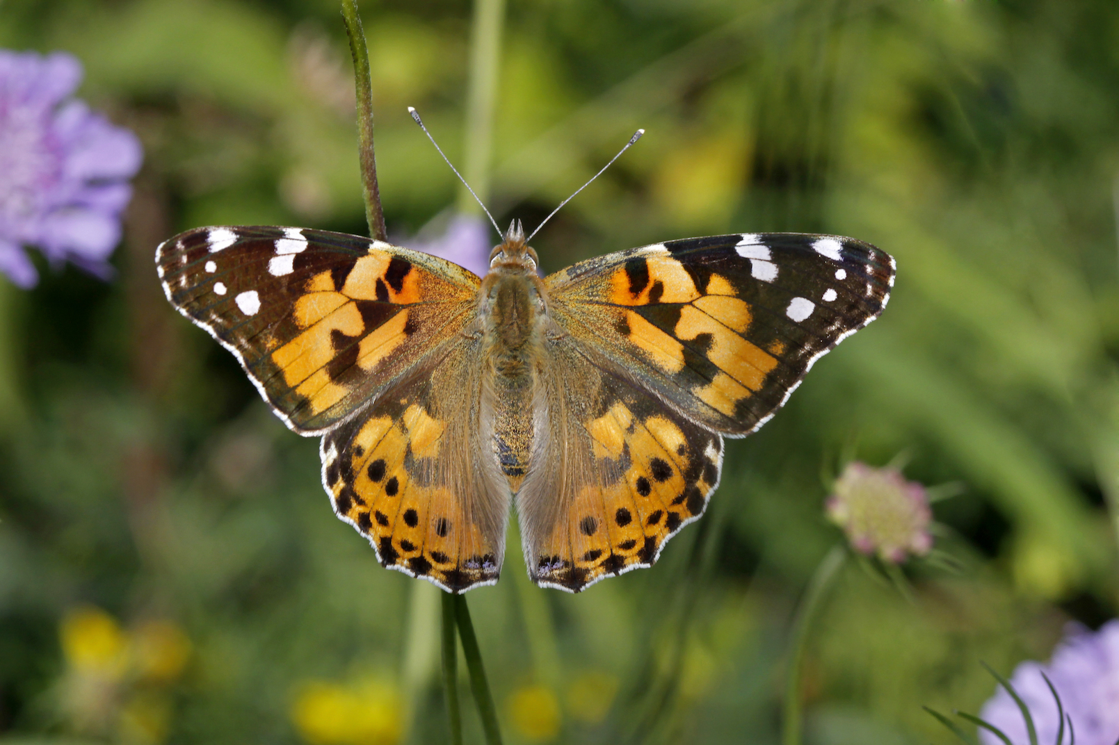 Painted lady butterflies migrate over 7,400 miles each year