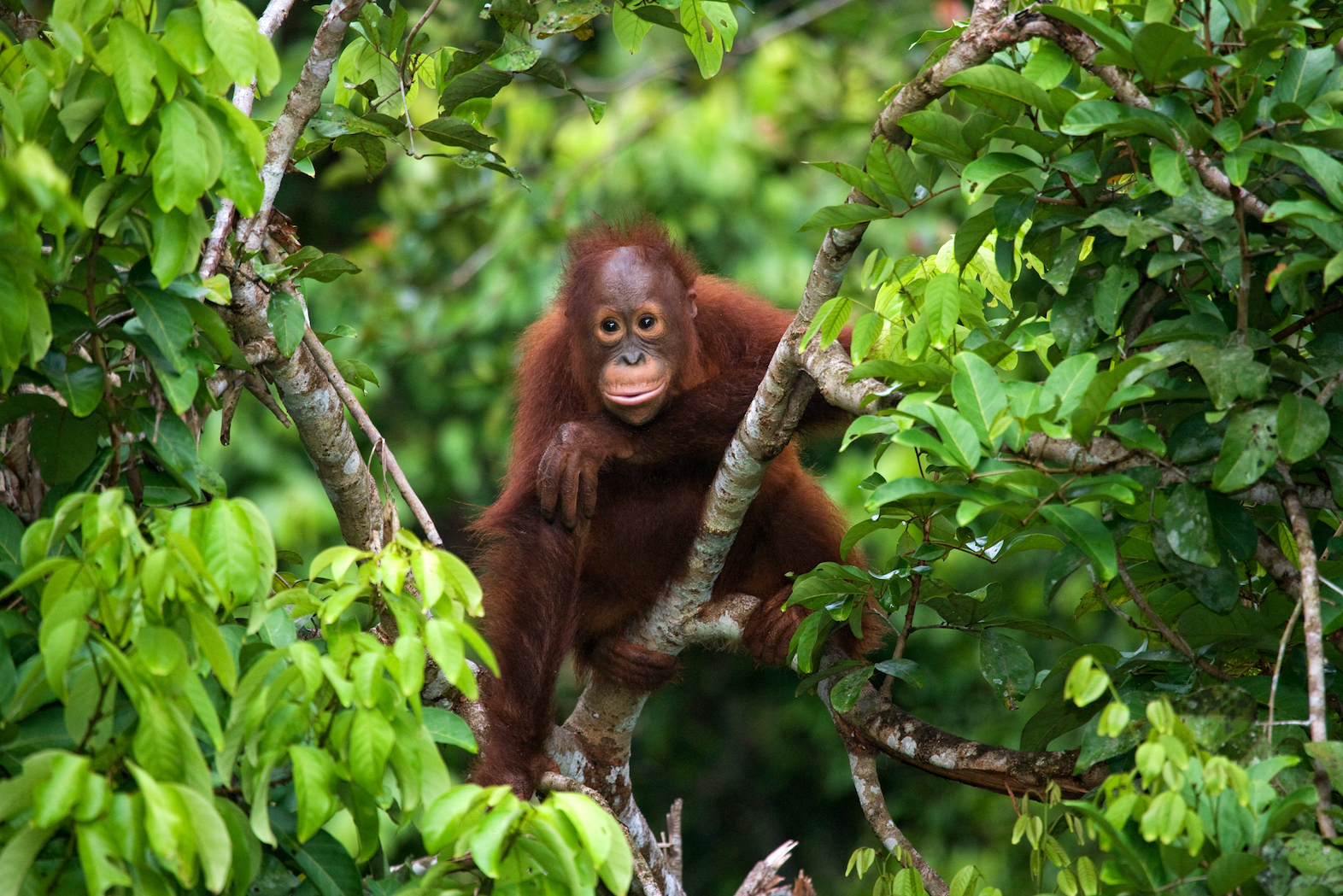 Wild primates are under increasing pressure from human activities