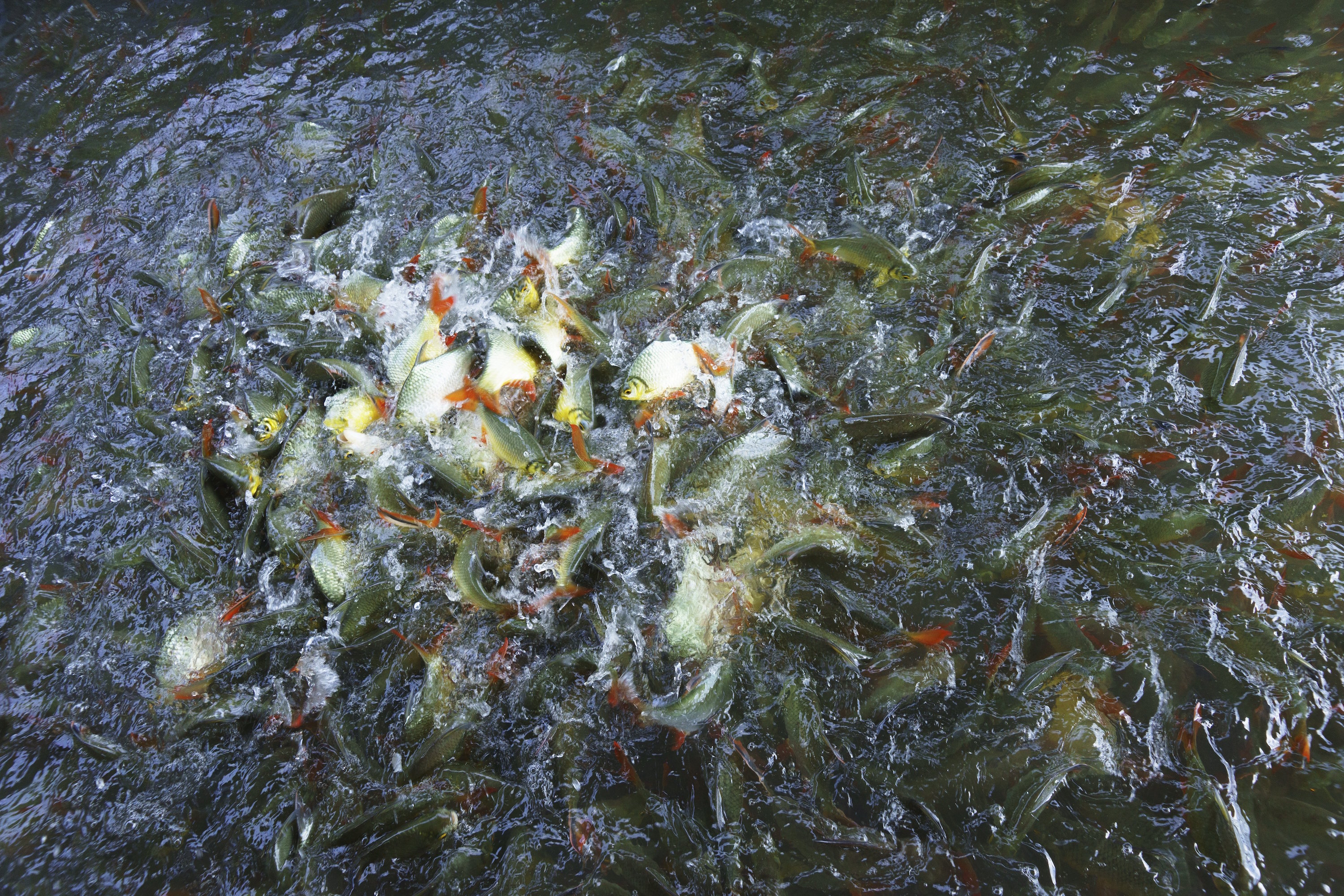 Inland fishery harvests are drastically underreported