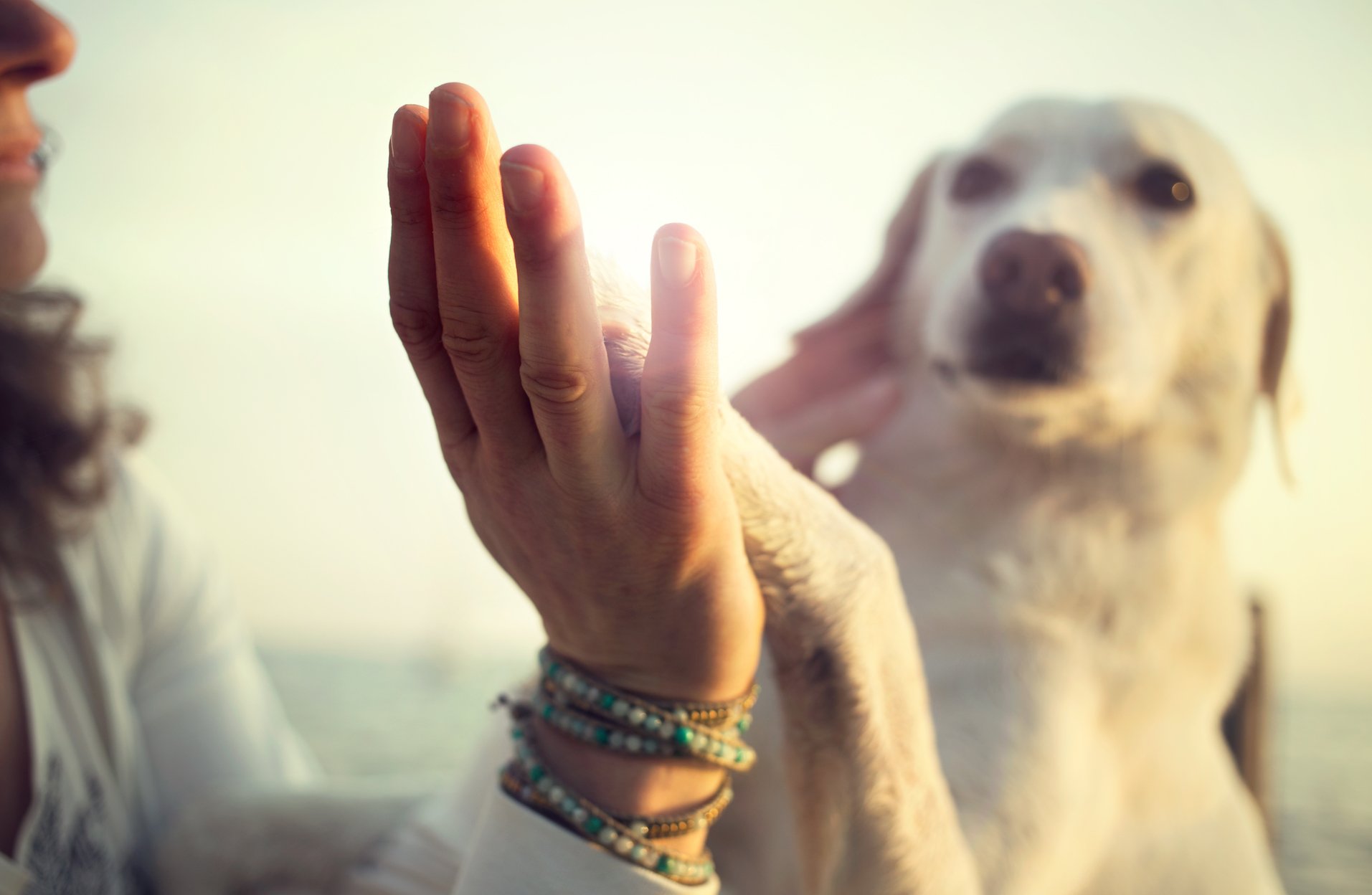 The secret language of dogs is revealed through their gestures