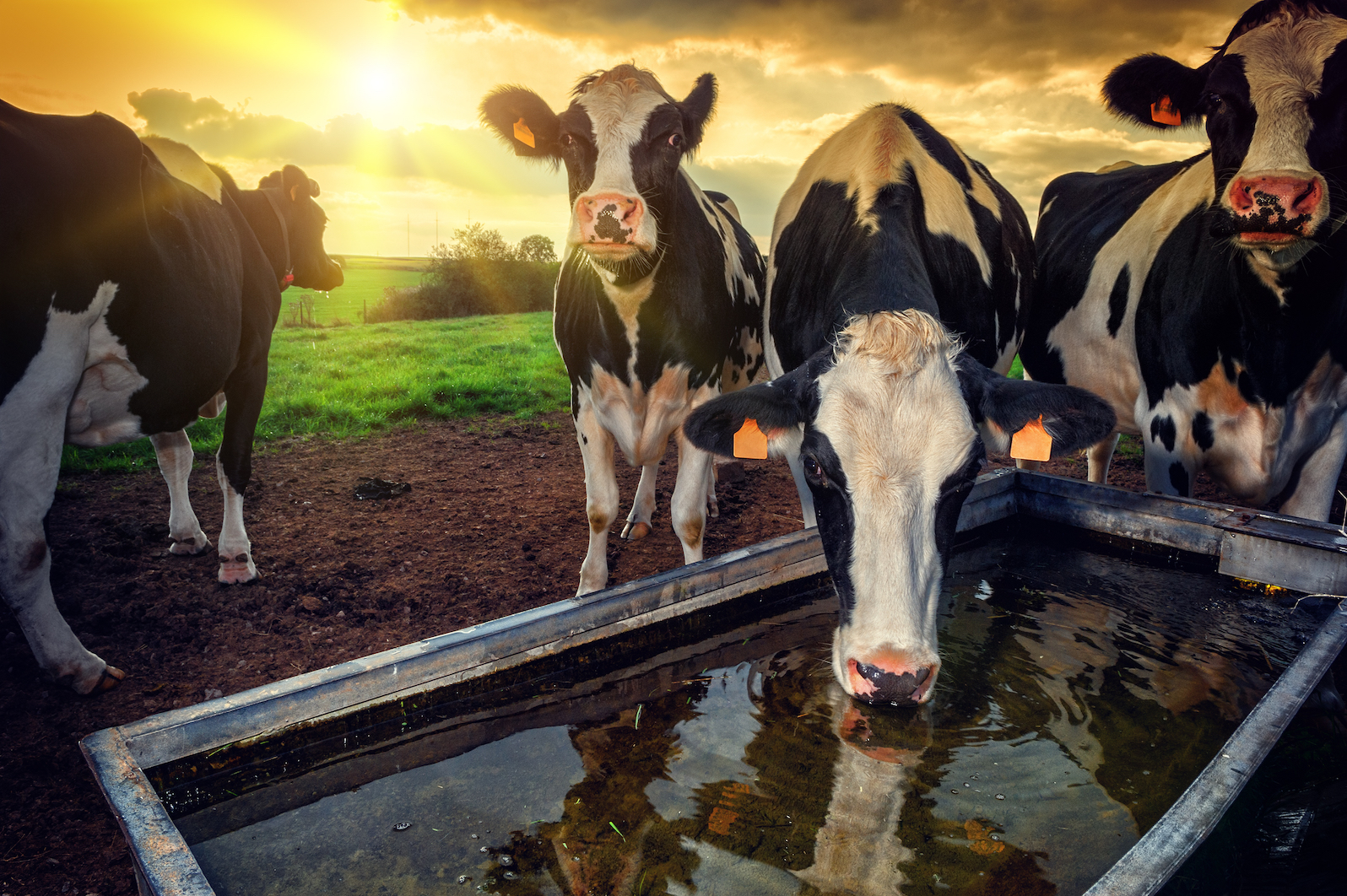 New solutions to feed livestock and reduce land use, pollution