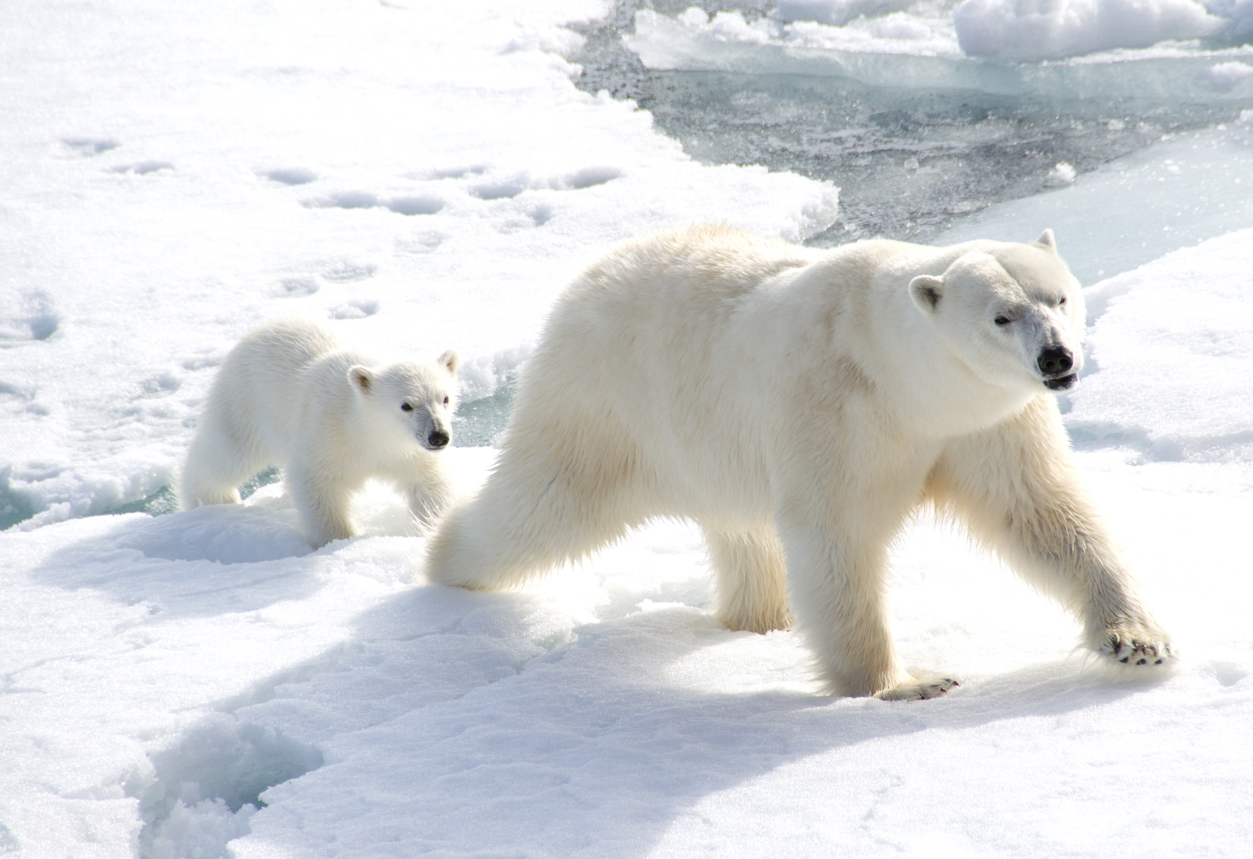 Polar bears can efficiently consume energy while walking