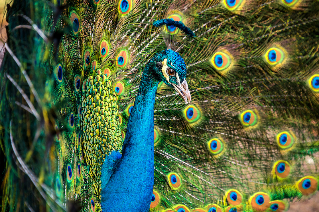 Male peacock courtship display causes female feathers to vibrate