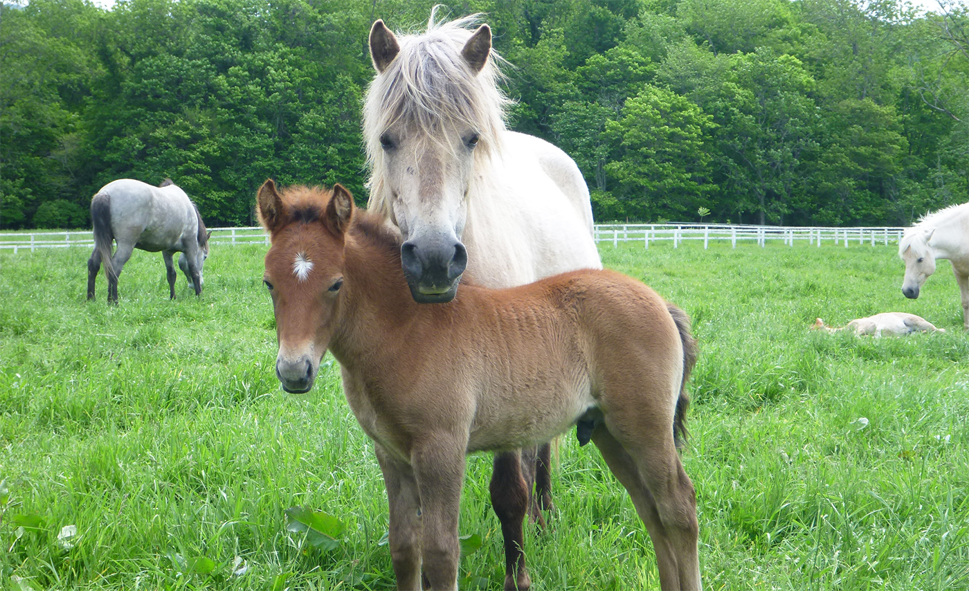 Horses can sense human emotions through facial expression, voice