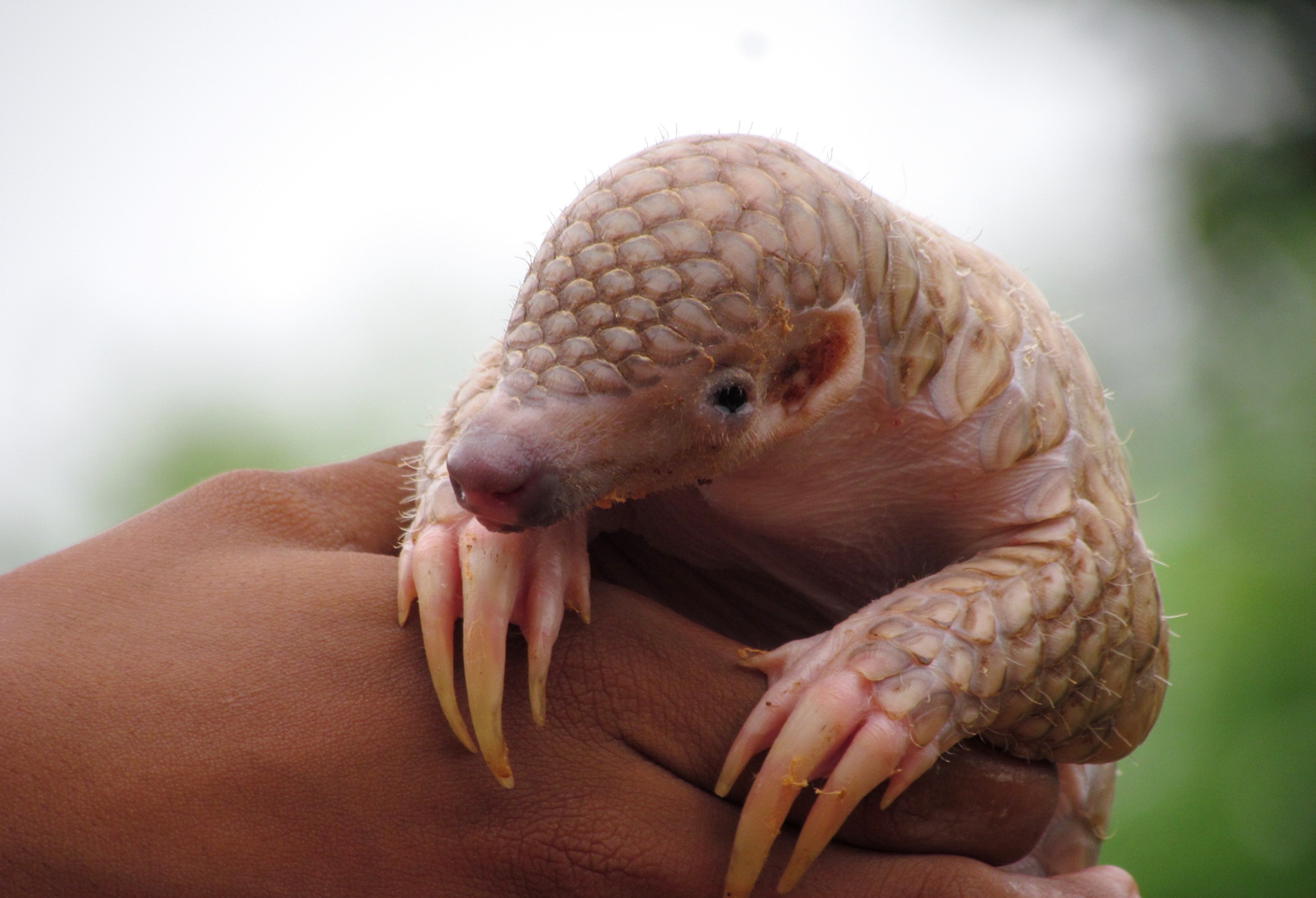 The hidden victims of wildlife trafficking