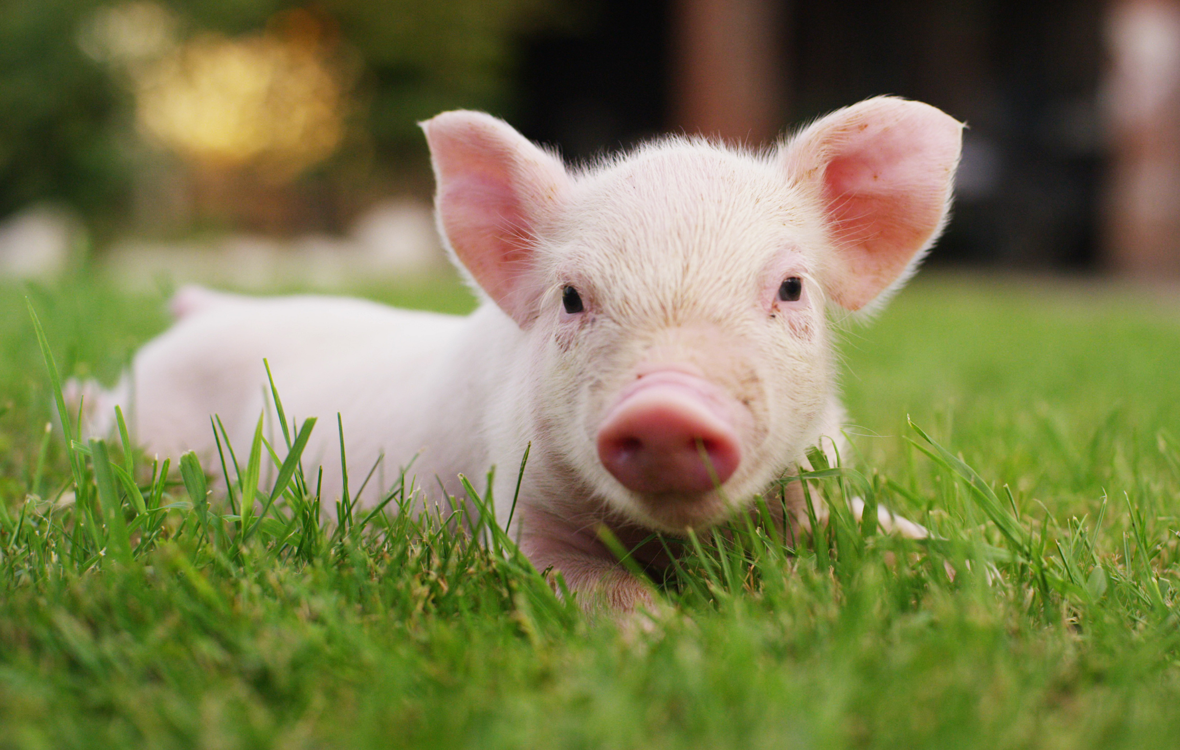 Scientists make pigs resistant to costly virus with gene-editing