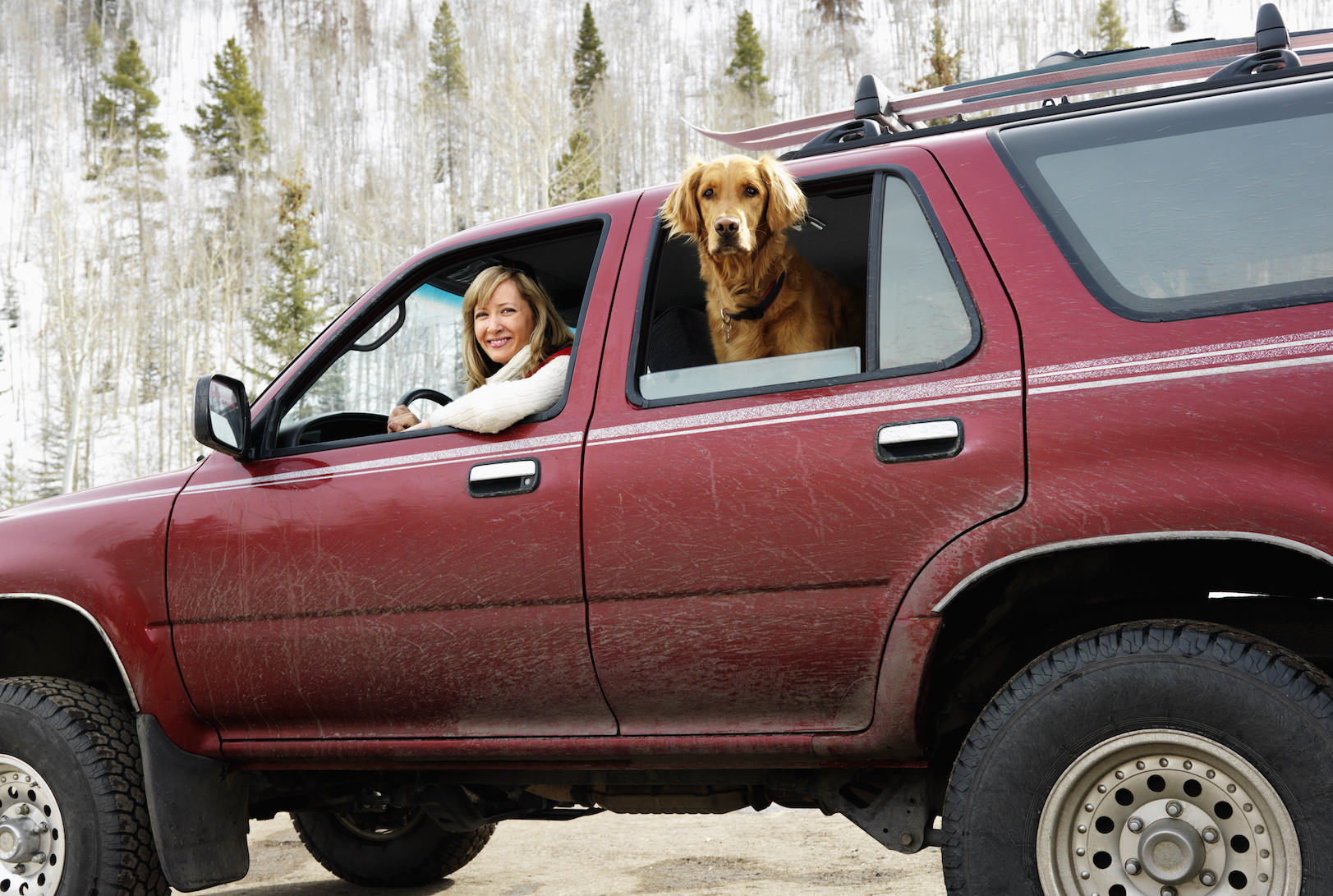 Dogs can hurt their legs and joints by jumping down from SUVs