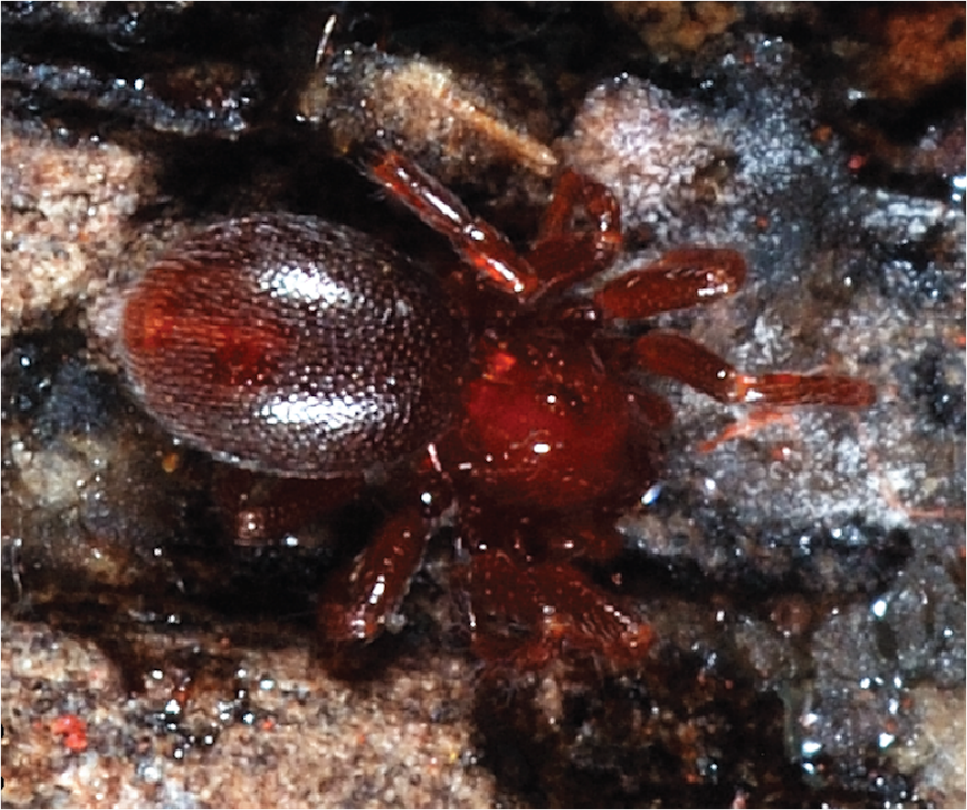 Tiny new spider species found in the forests of Sri Lanka