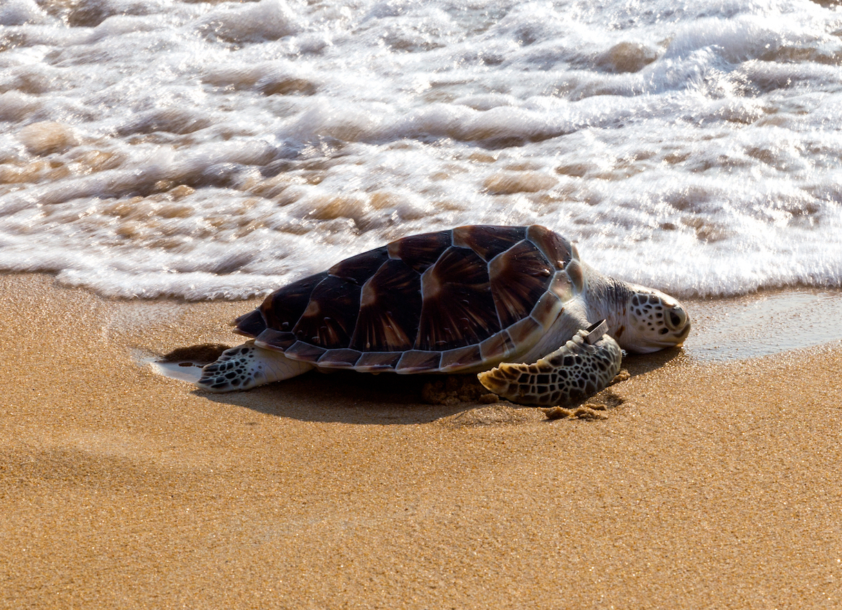 Sea turtle tourism: saving or compromising the irreplaceable?