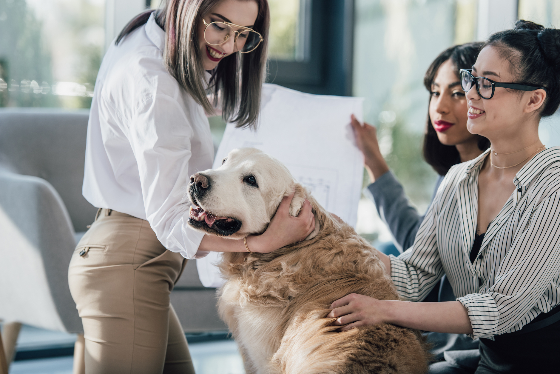 The growing trend of dog-friendly offices and workplaces
