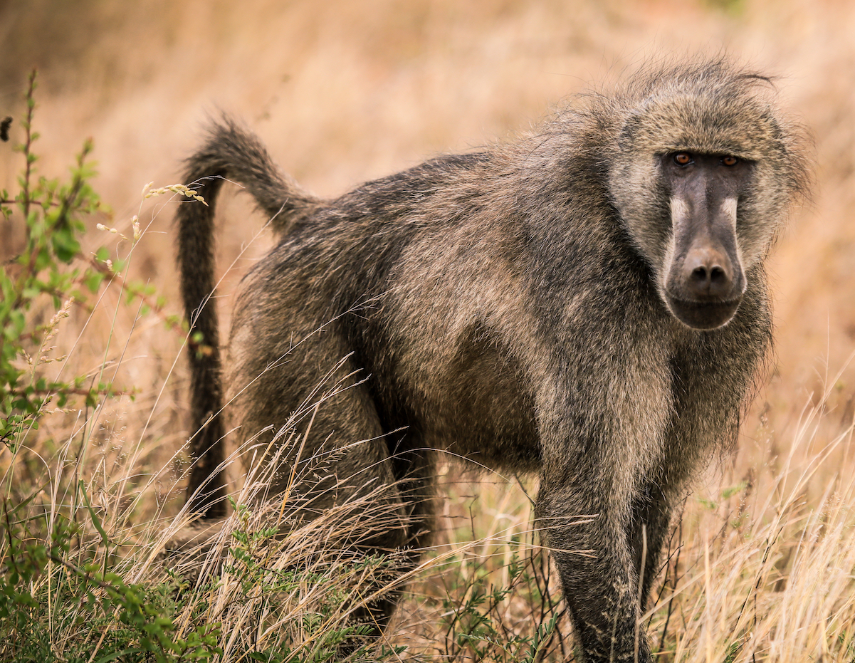 Wild baboons have different immune systems than captive baboons