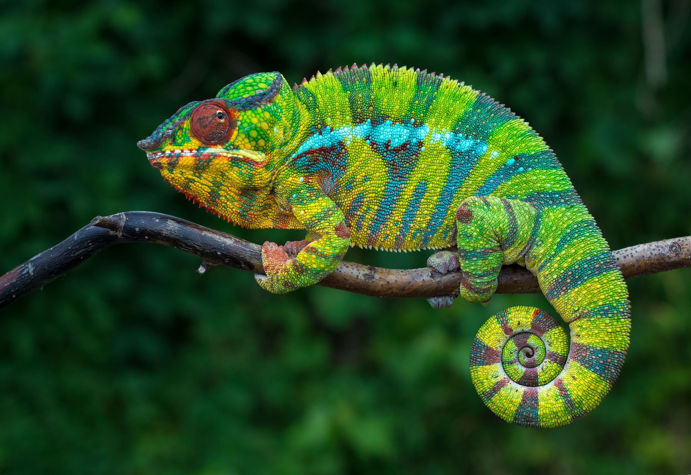 New material mimics the color transformation of chameleons
