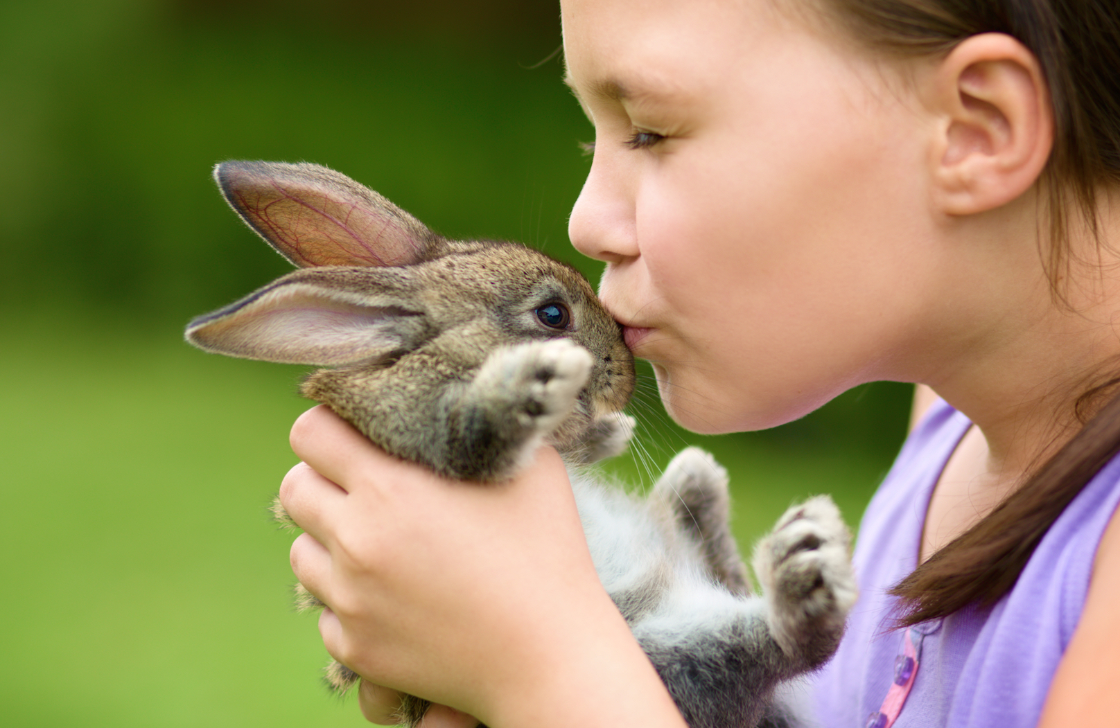 Domestication has shrunk the brains of pet rabbits