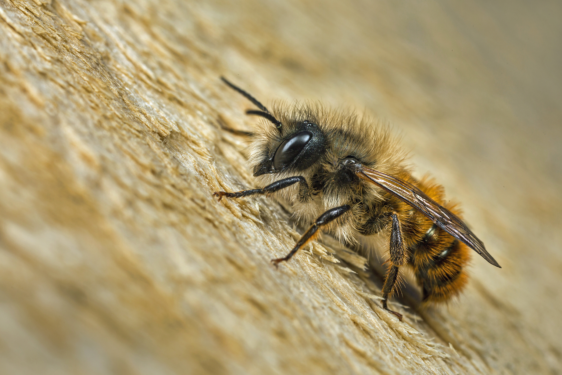 Climate change will drive bees to local extinction in some places