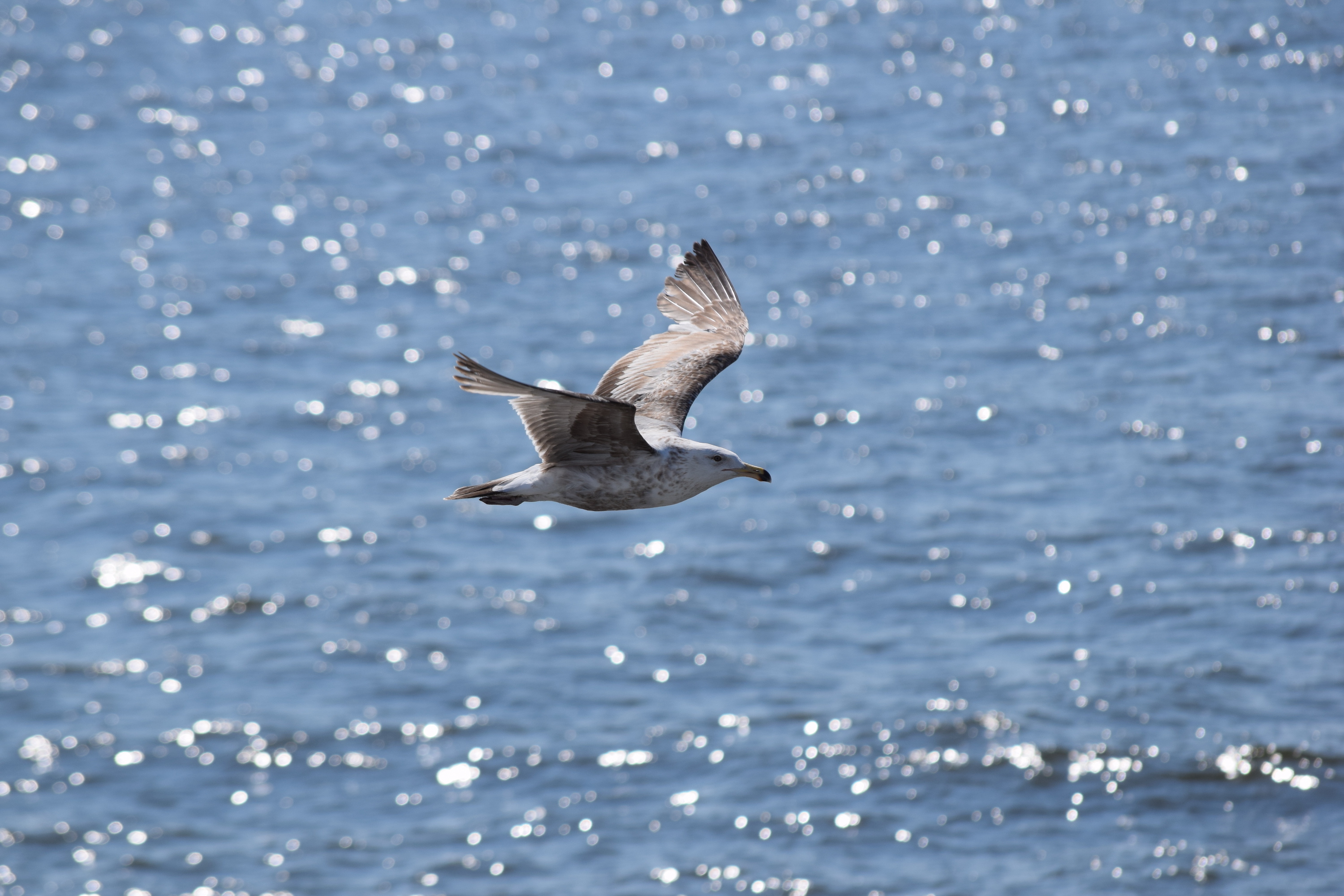 Researchers use Delaware Bay to get ahead of bird flu