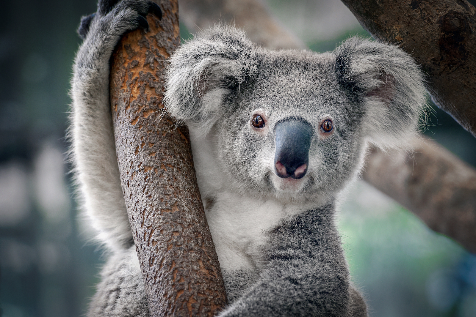 Koala genome sequencing will help survival rates for the species