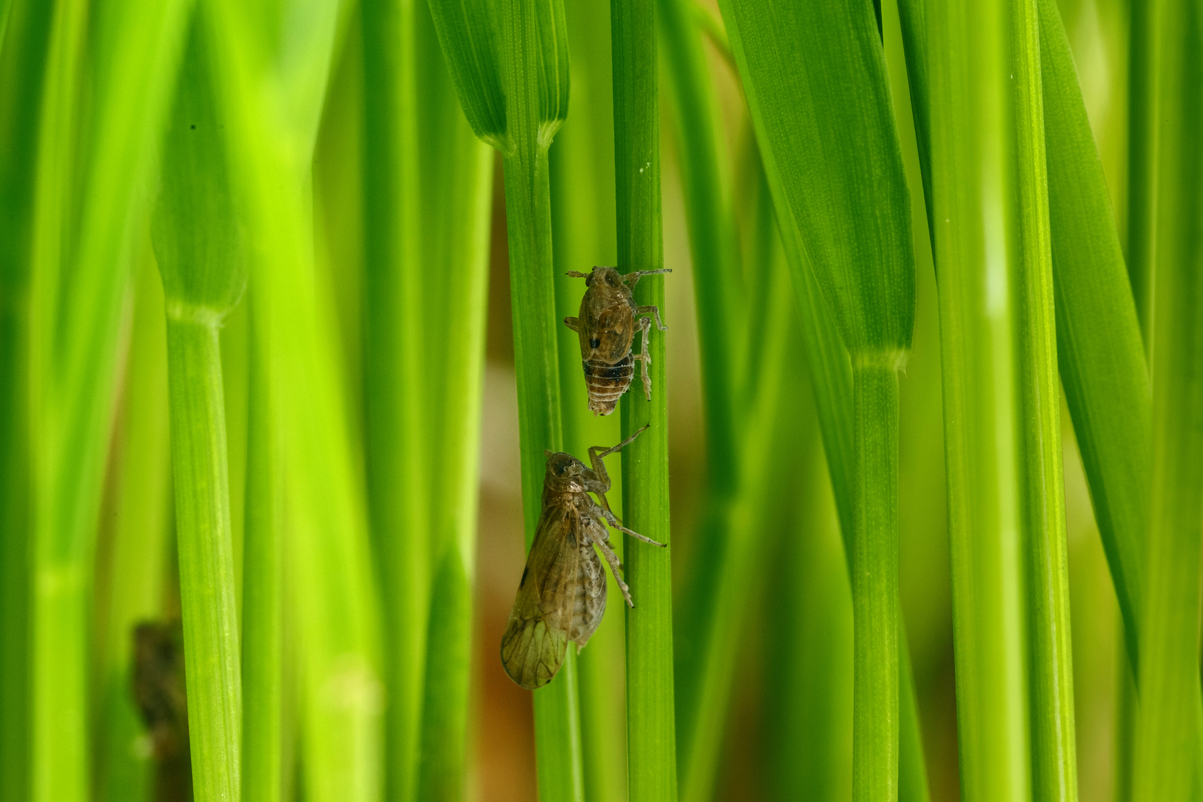 Destructive insects grow wings after cues from their host plant