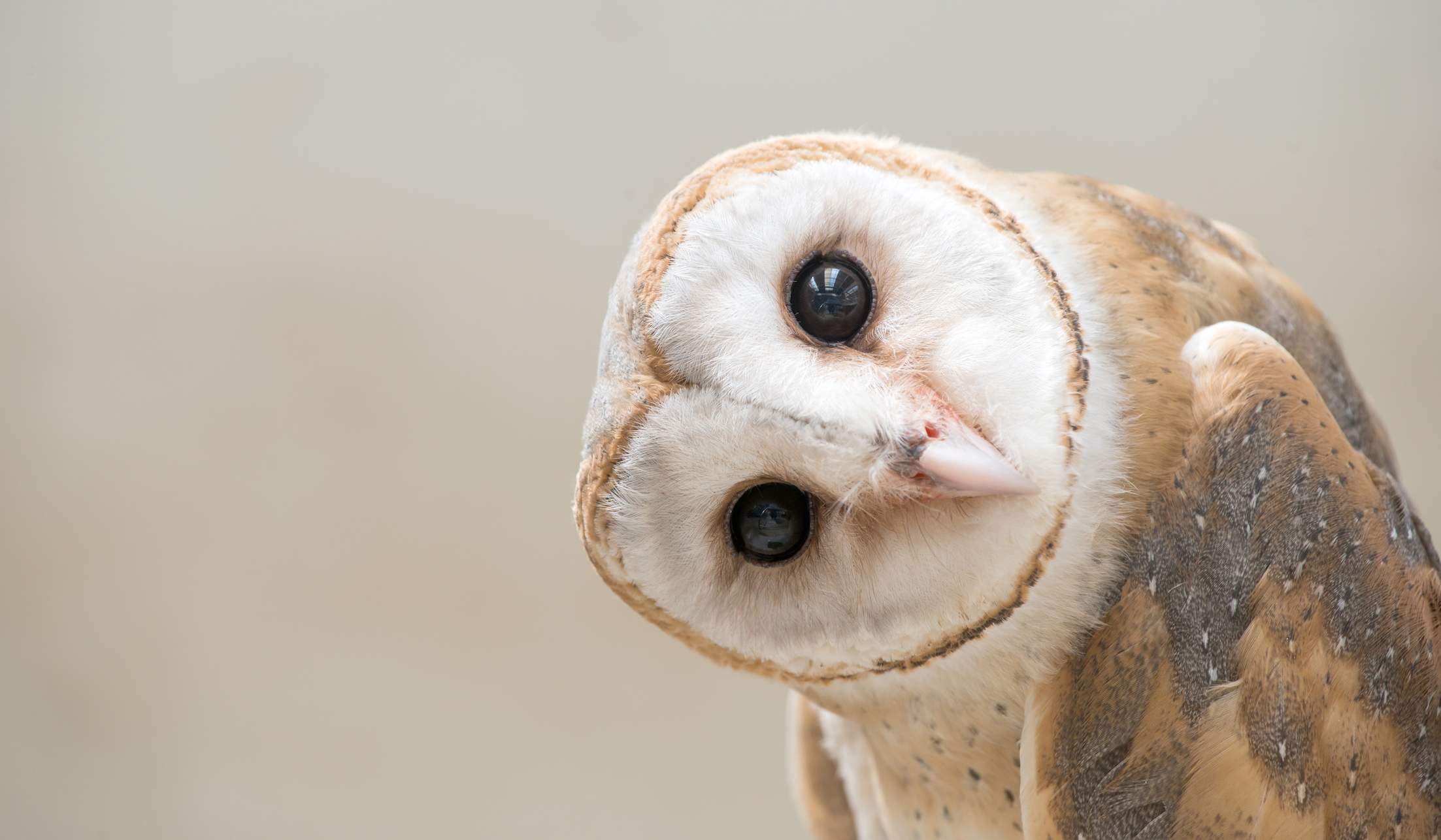 Owls and humans utilize the same visual processing strategy