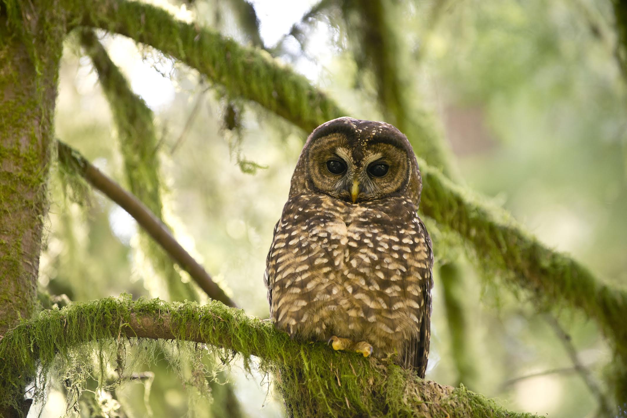 Inbreeding of Northern Spotted Owls driving population declines