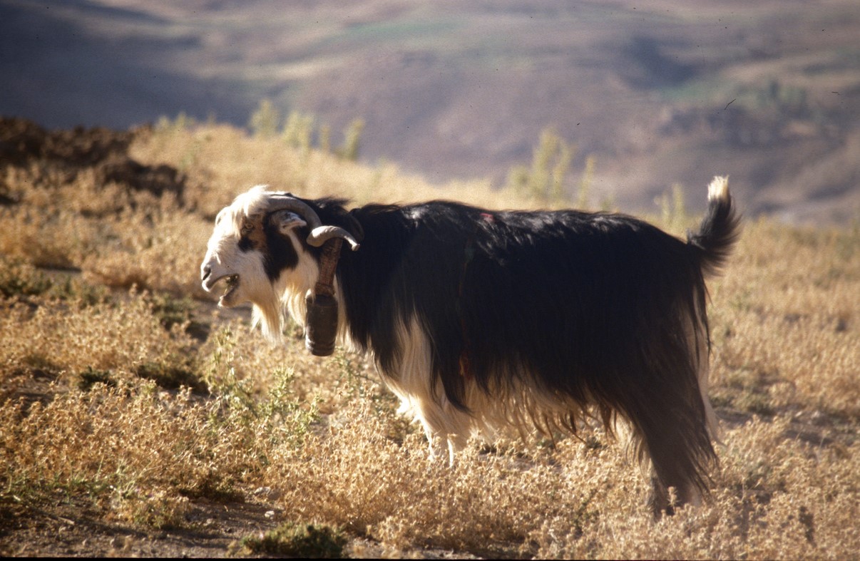 Goat genome reveals oldest genetic discovery of domestication