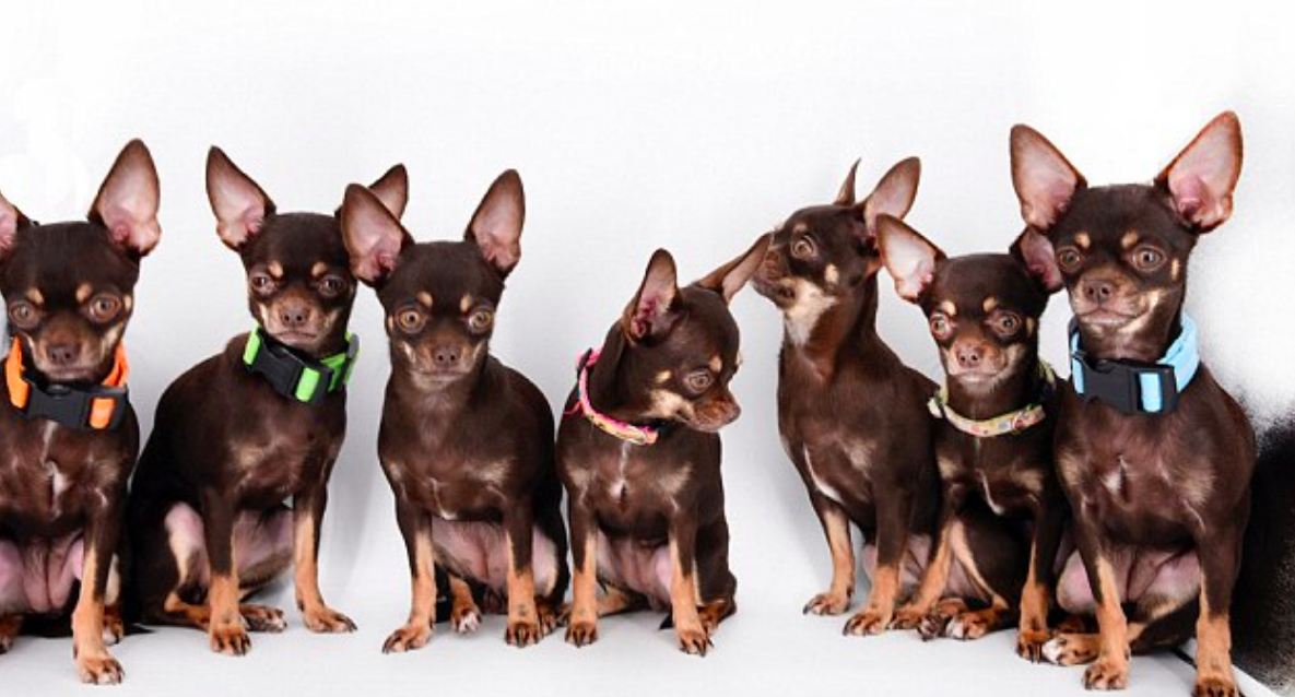 World’s smallest dog is now also the world's most cloned dog