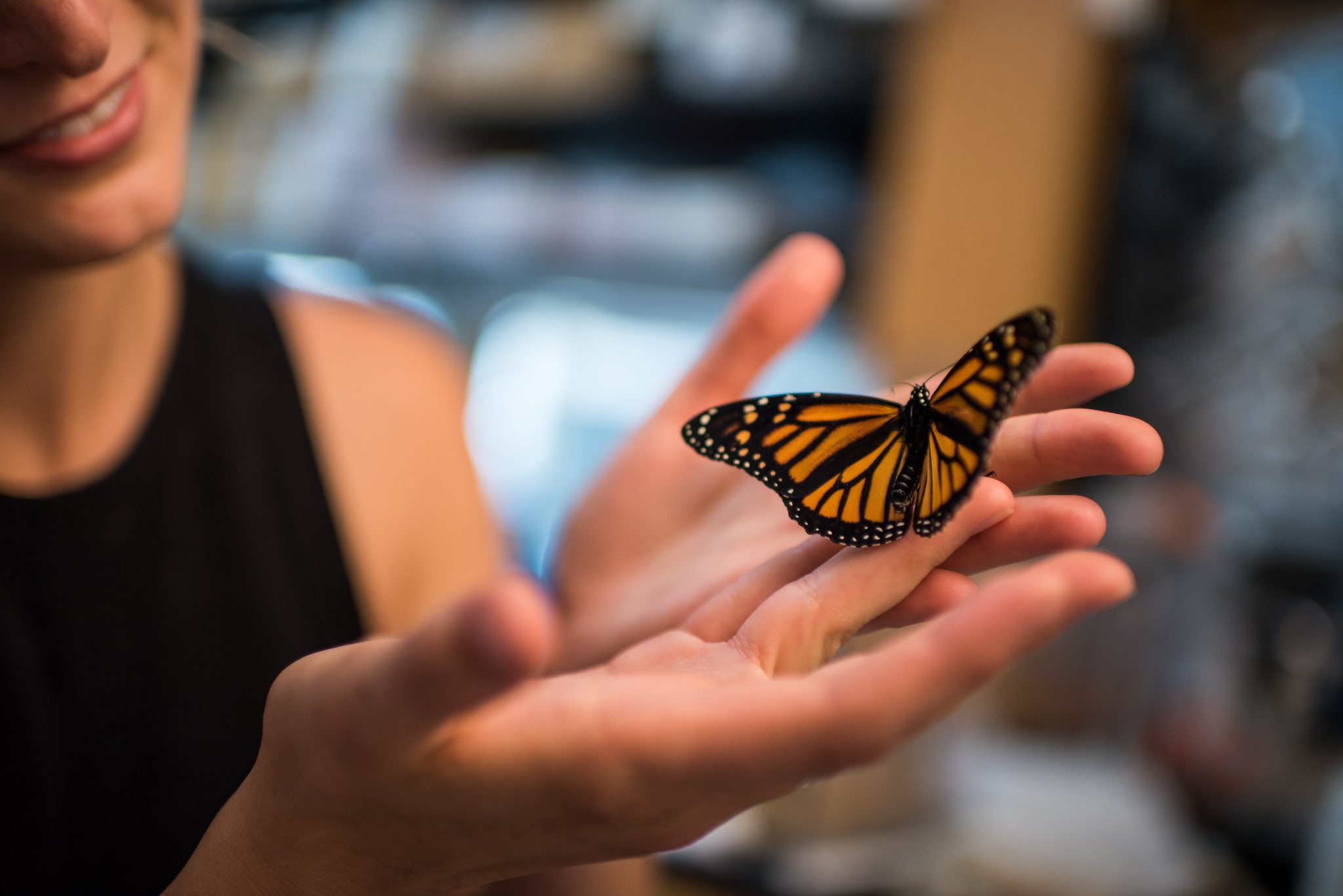 Monarch butterflies facing new threats with rising CO2 levels