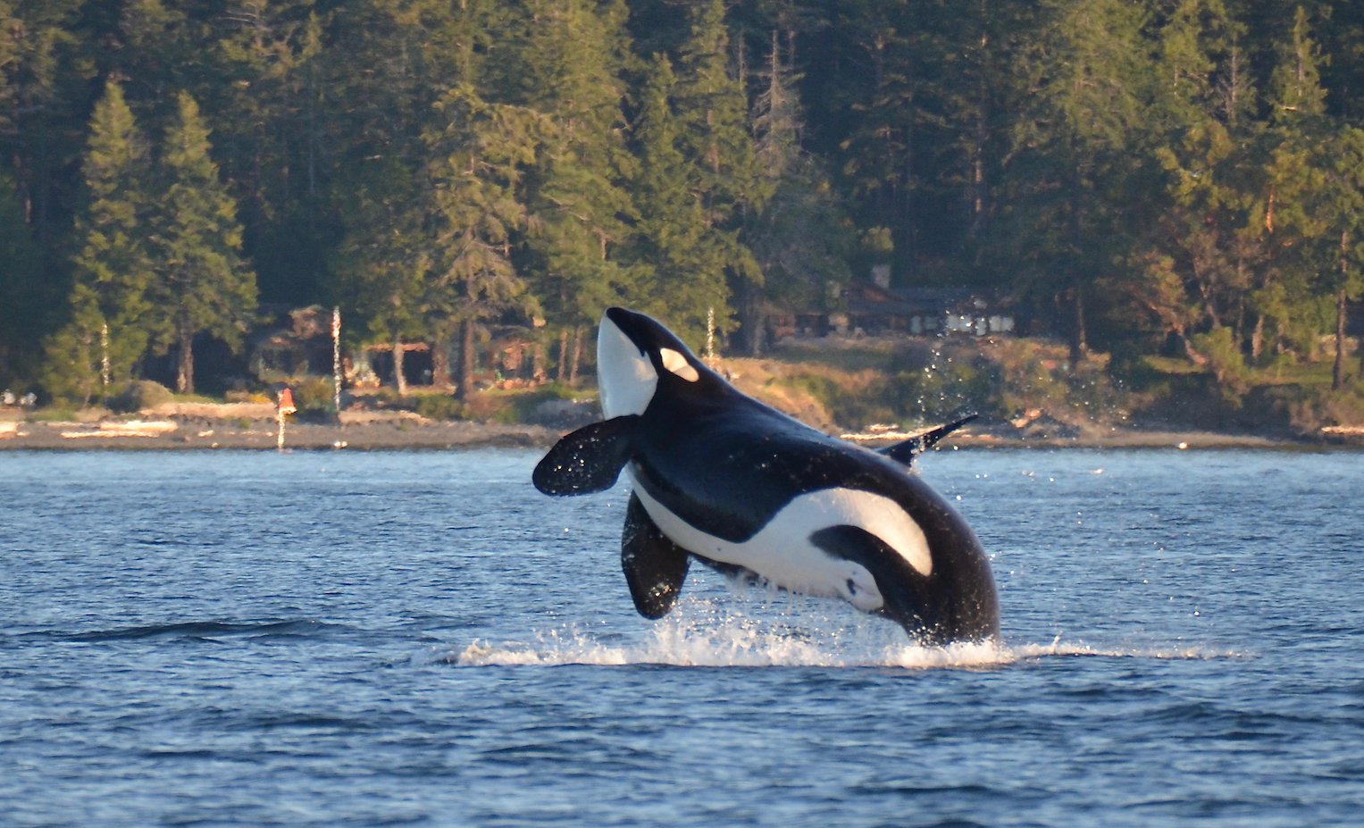 Experts are scrambling to save endangered killer whales