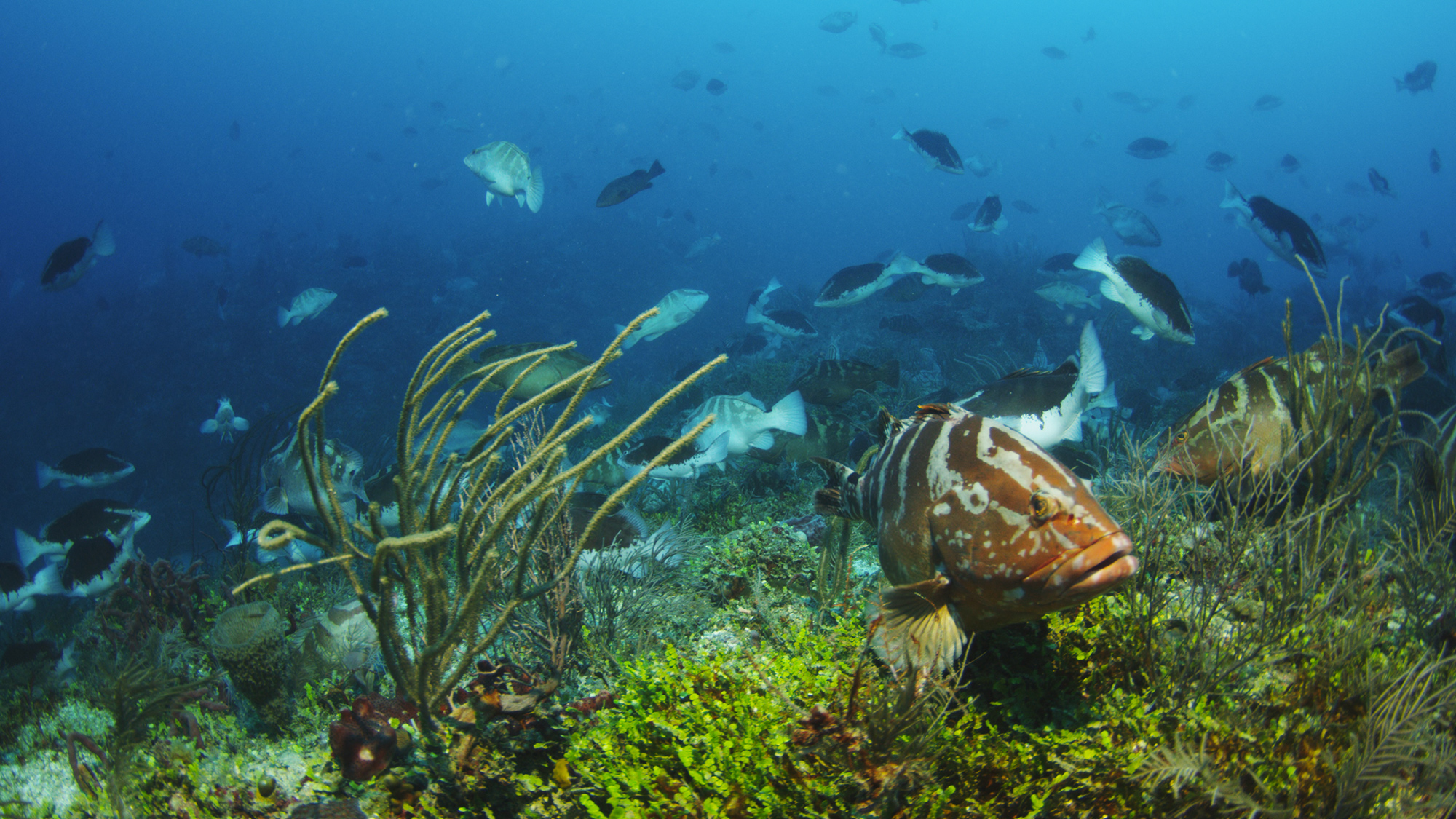 Climate change threatens Caribbean reef fish conservation