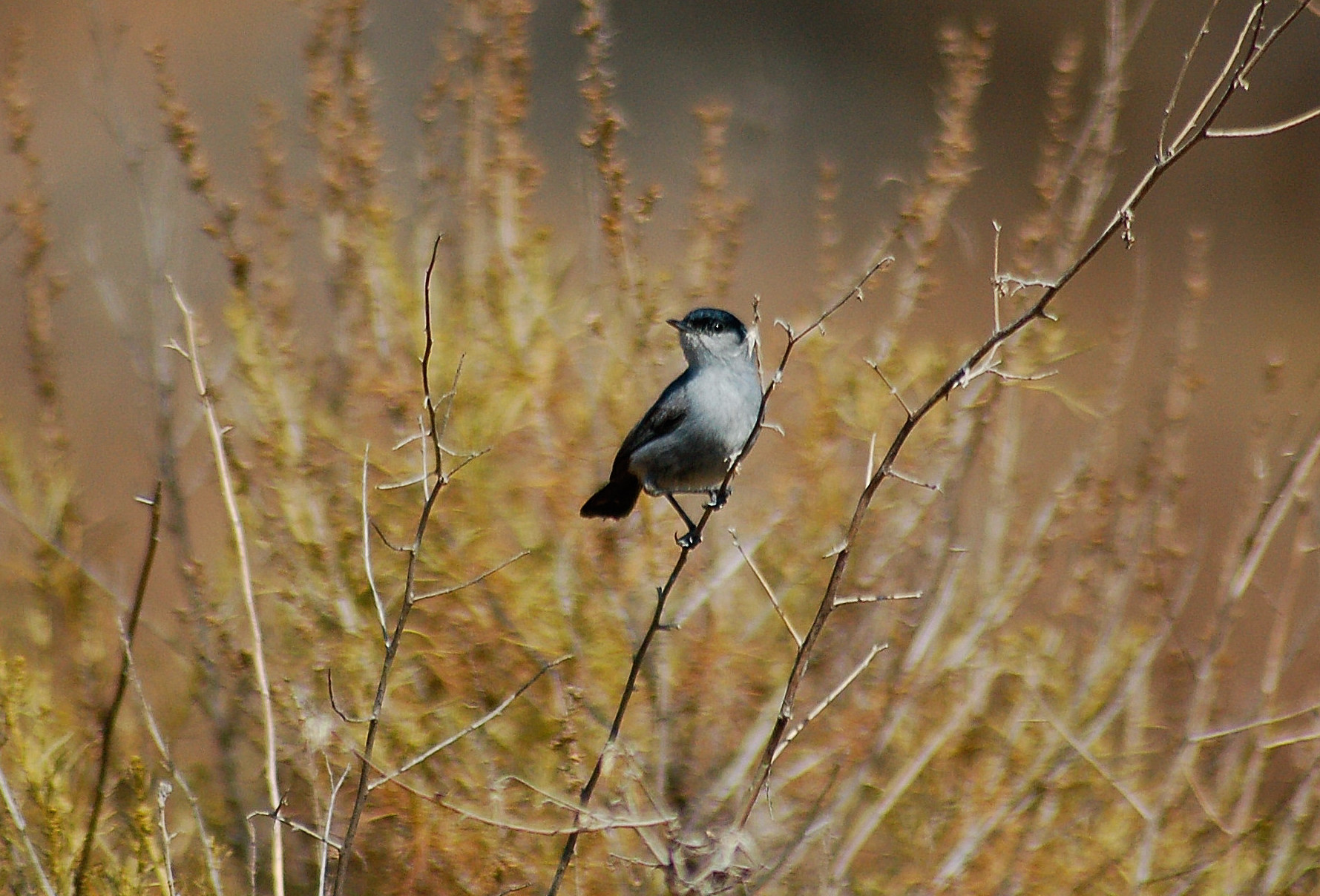Best habitats for bird conservation consider soil and topography