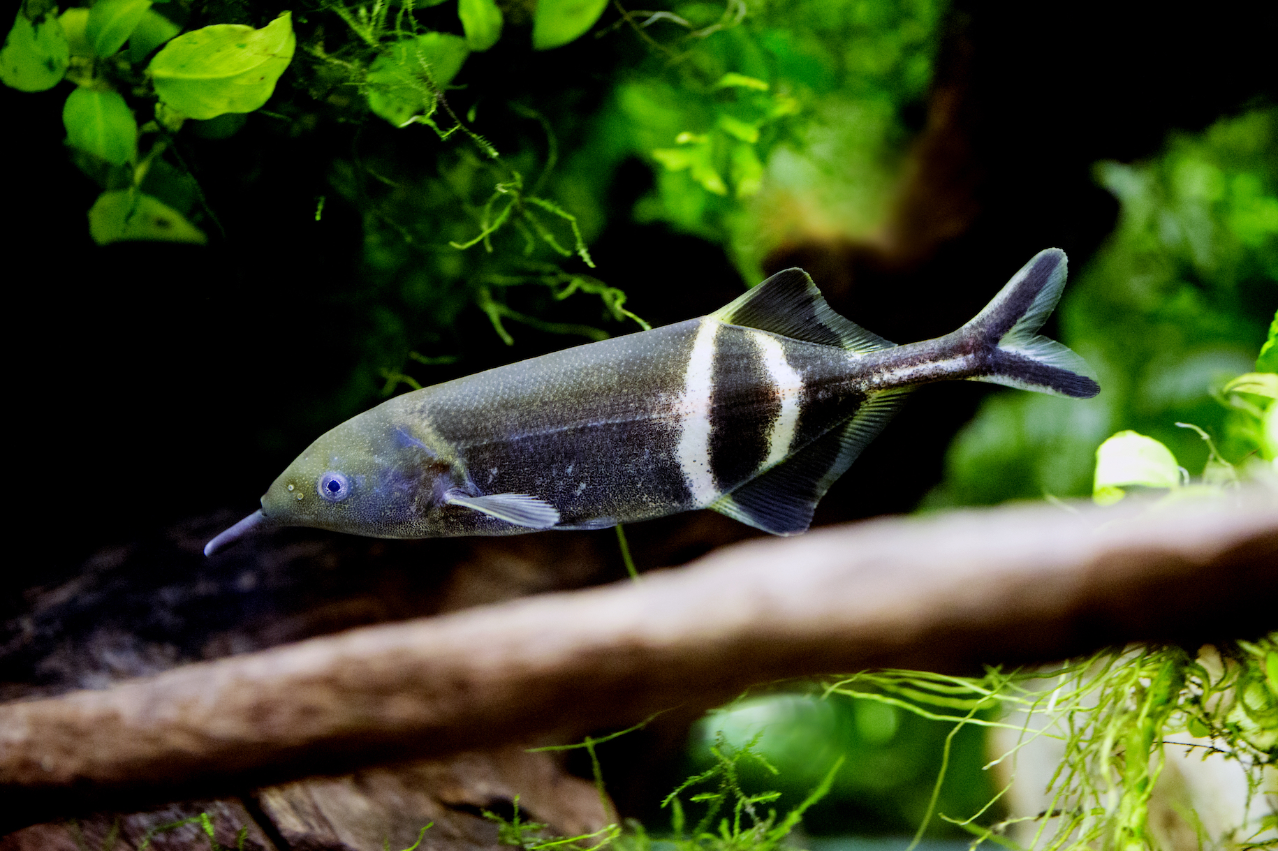 African fish uses electrical signals to navigate murky waters