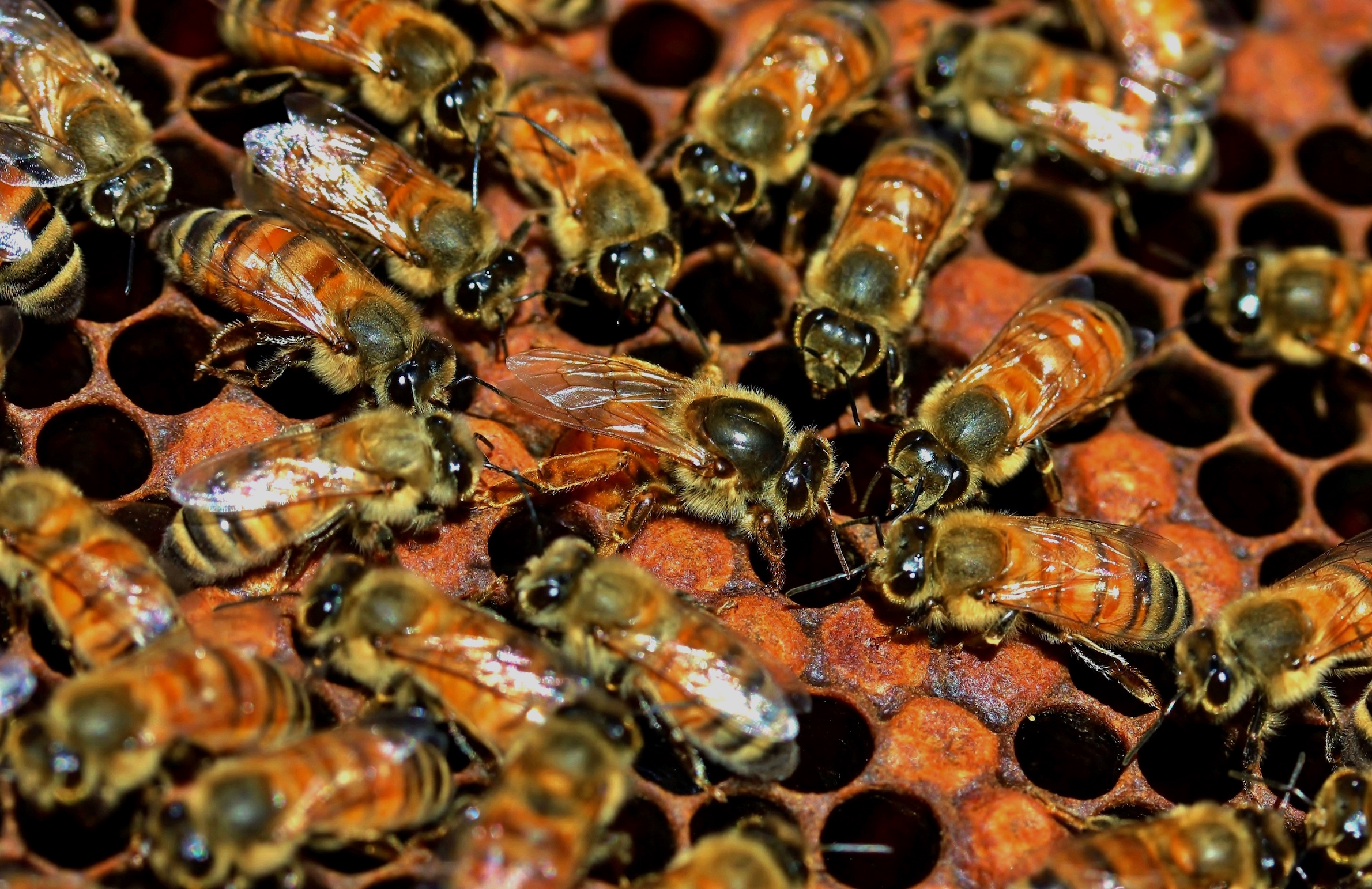 When the queen bee dies, how do worker bees choose her successor?