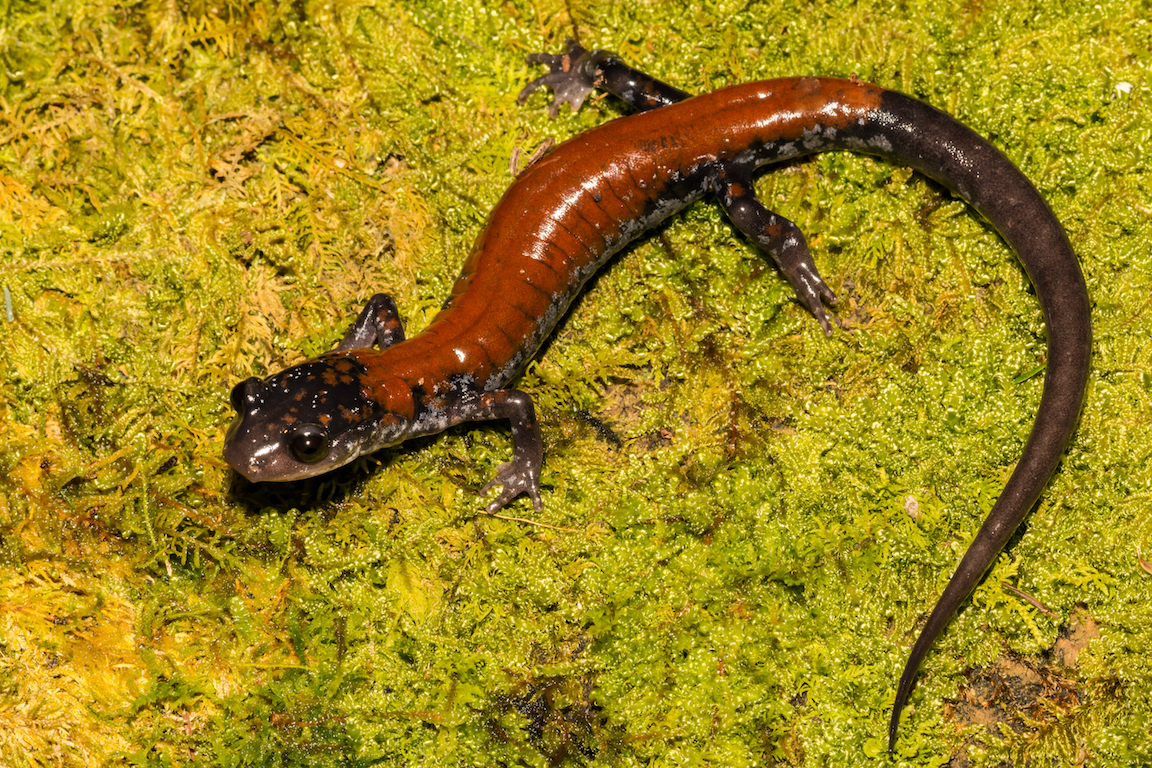 Salamanders may be surprisingly resistant to climate change