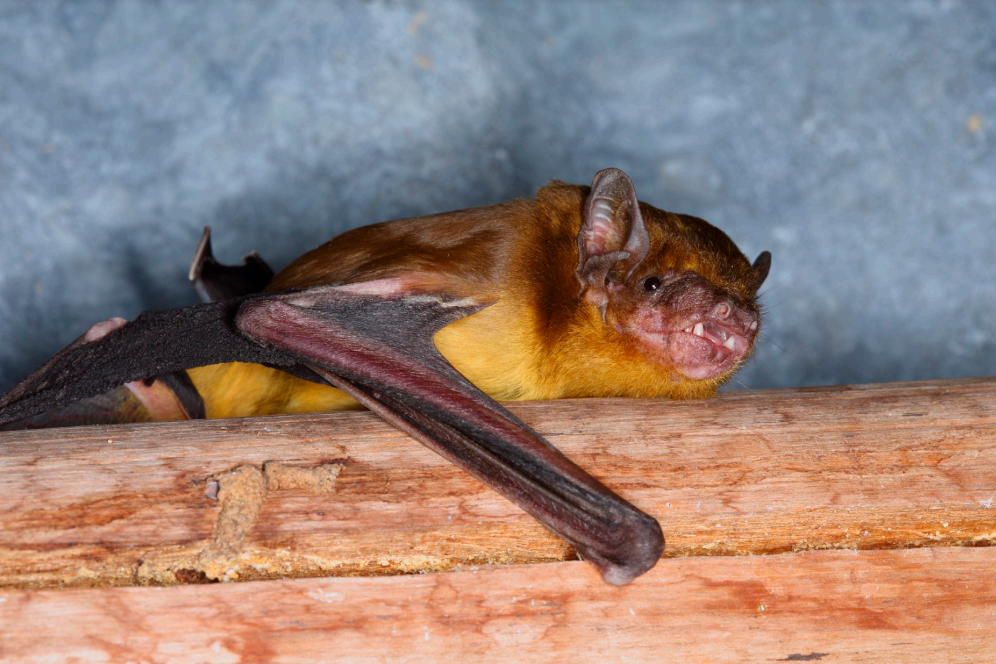 Two new species of fuzzy yellow bats identified in Kenya