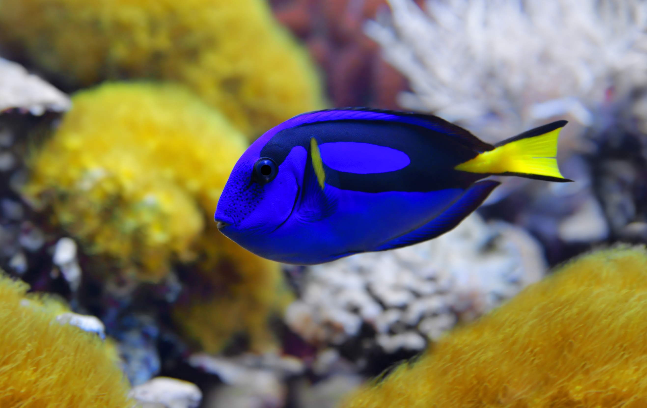 Fish cognition: Why Dory isn’t as dumb as she seems