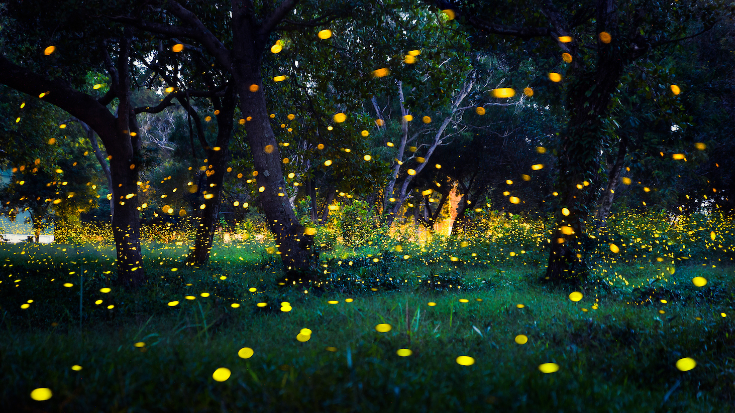 Your summertime guide to enjoying the magic of fireflies