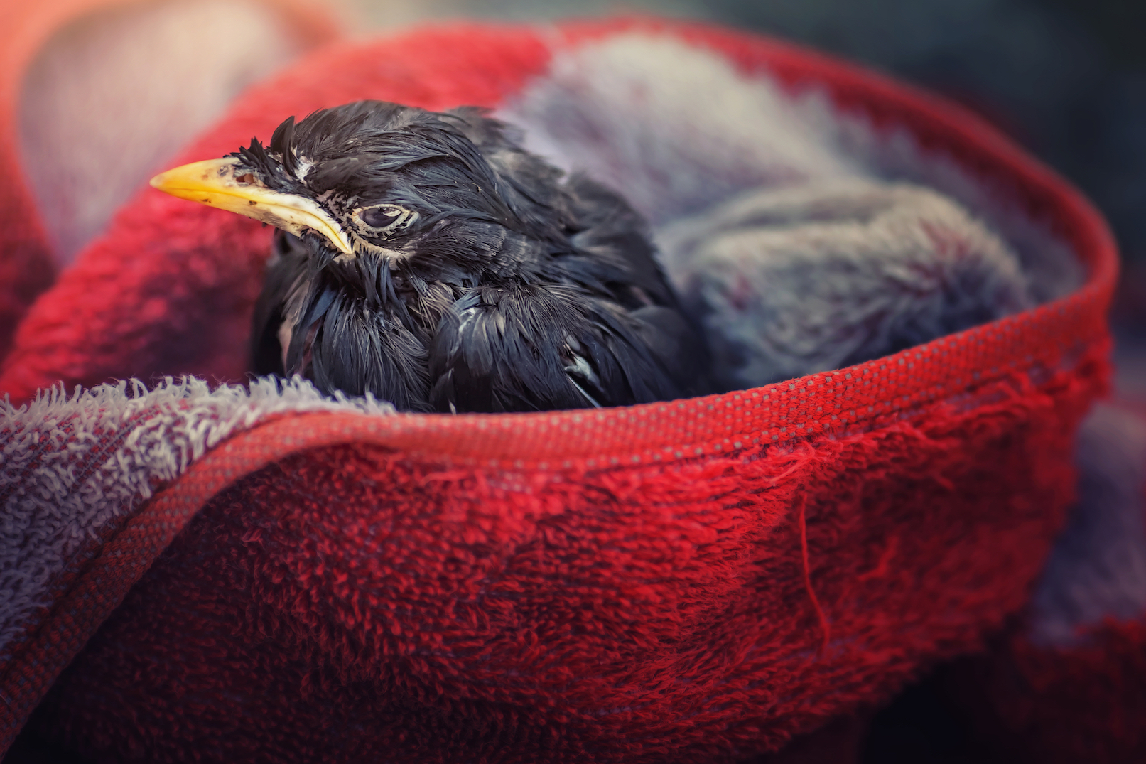 How to take care of injured animals