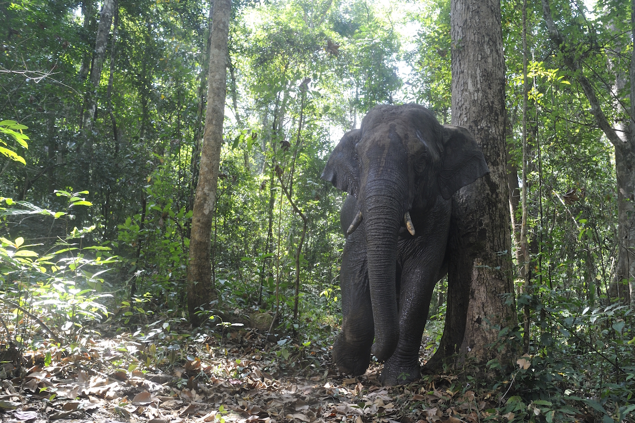 Elephants are crucial to the survival of this tropical tree