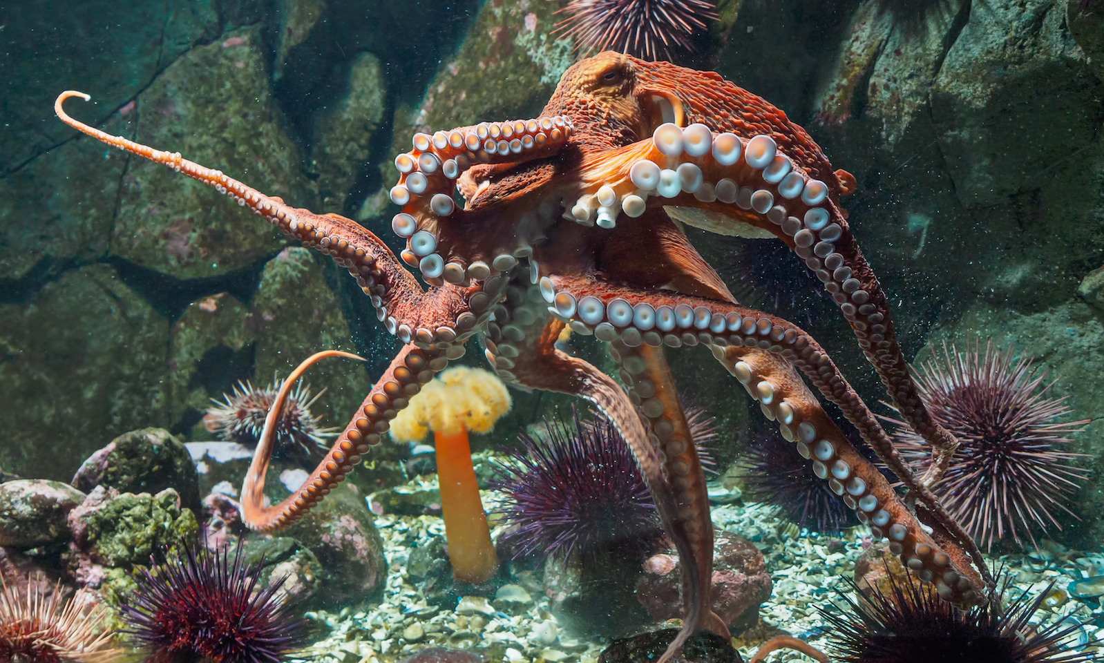 A novel device for capturing delicate, undiscovered sea creatures