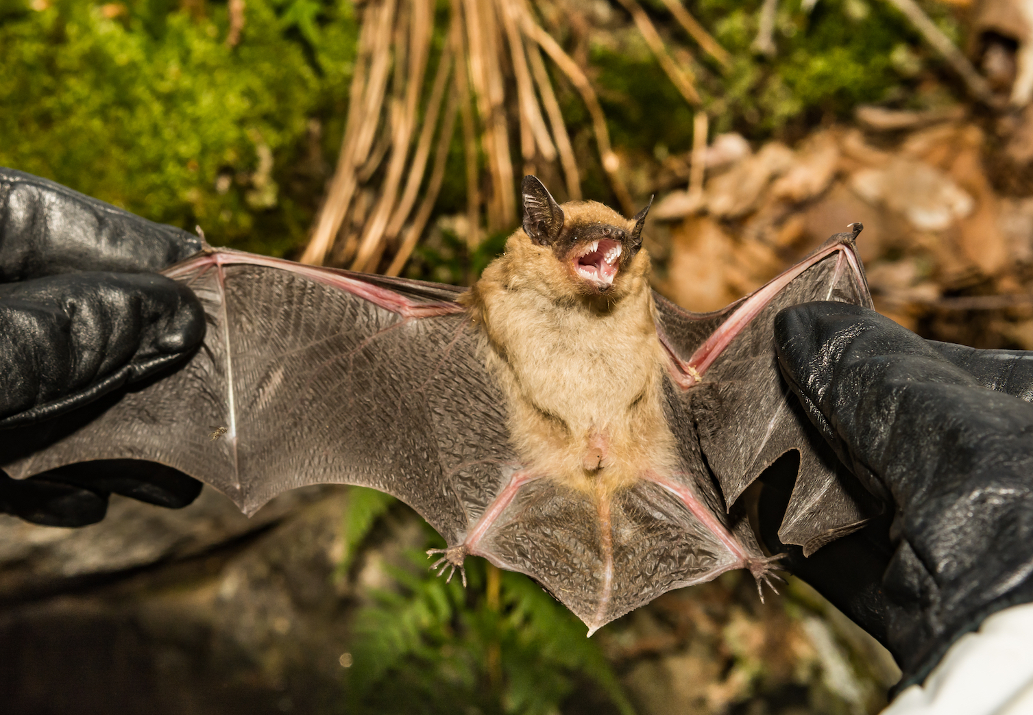 White-nose syndrome is quietly killing millions of bats