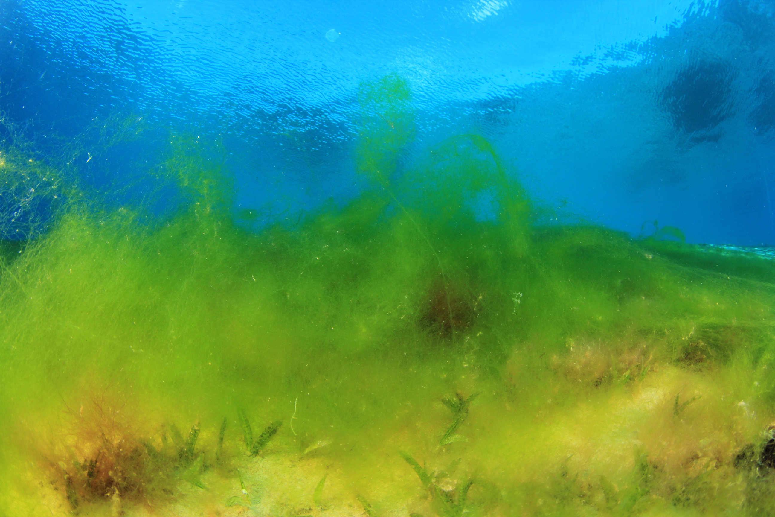 How did marine algae evolve into diverse terrestrial plants?