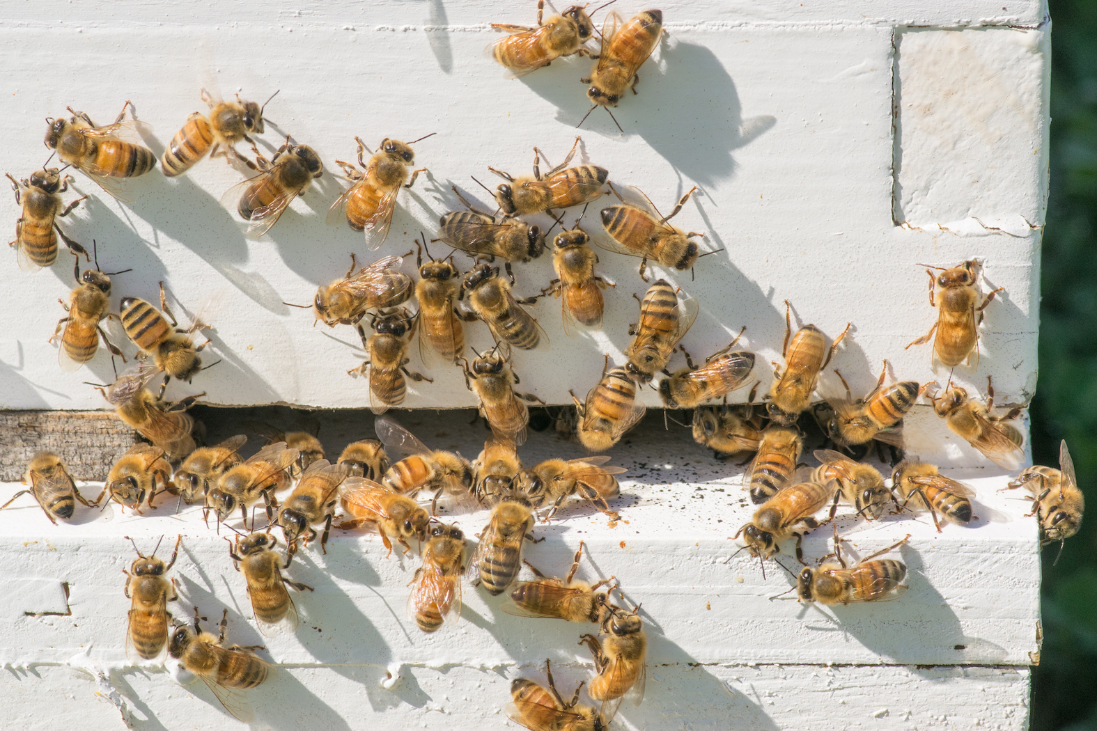 Effective honey bee defense strategy comes at a high cost