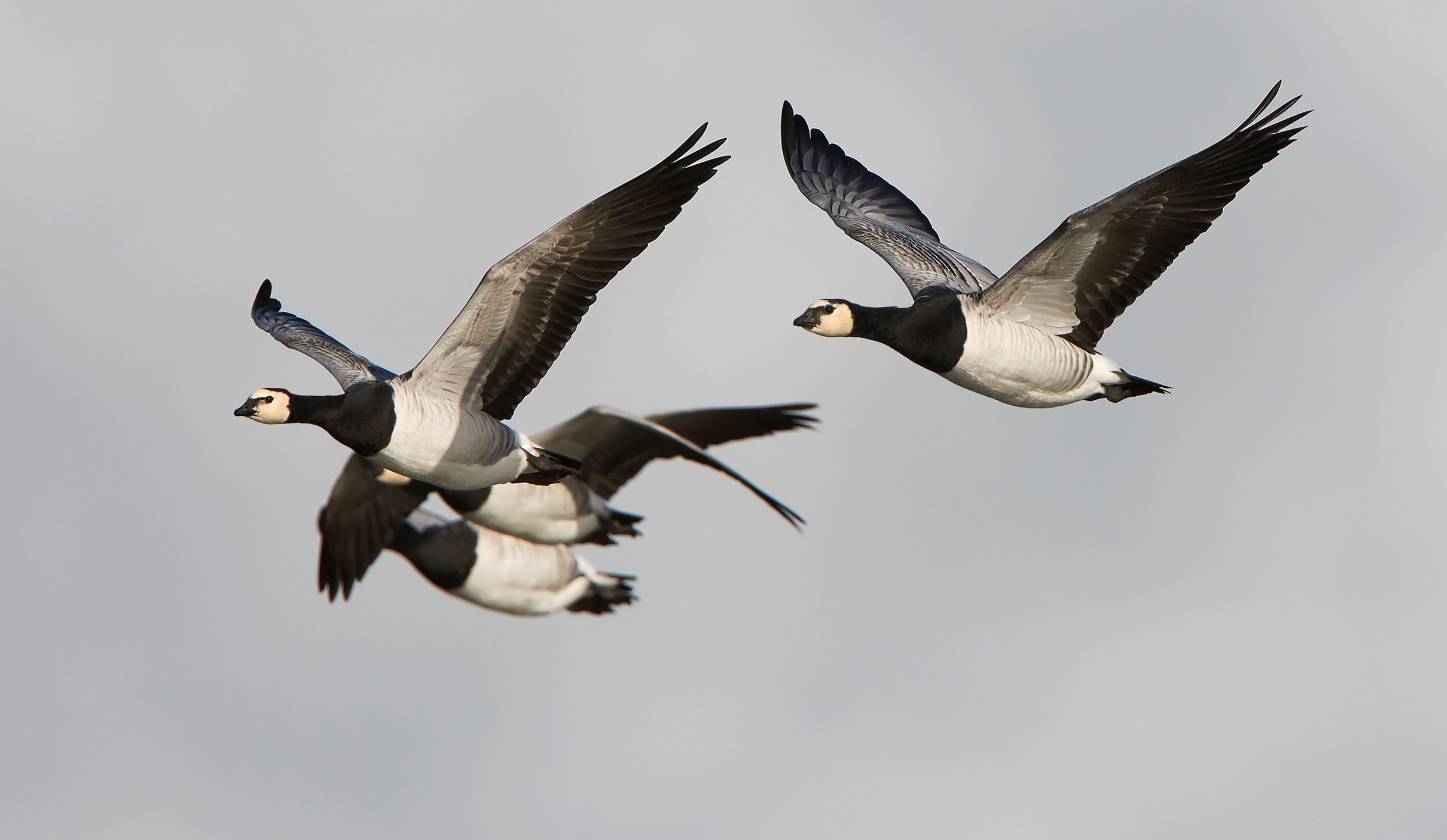 Earlier Arctic springs are problematic for geese migrations