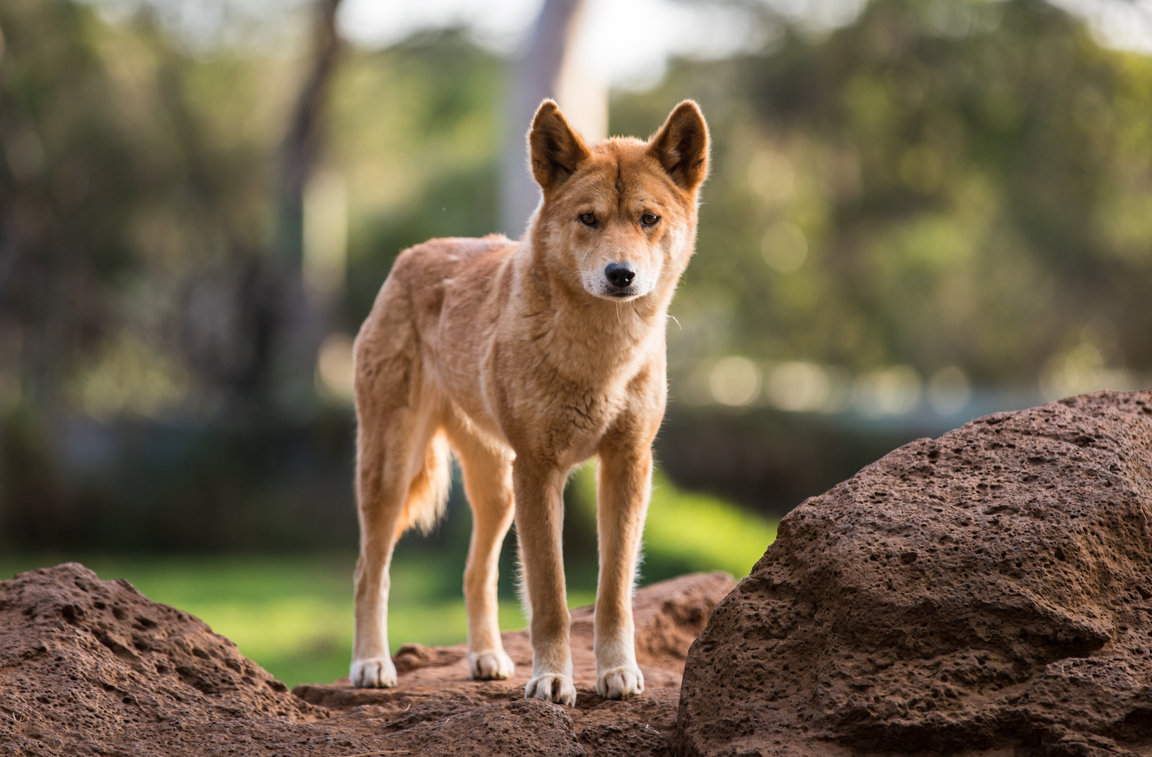 Dingoes first arrived in Australia on boats 3,000 years ago