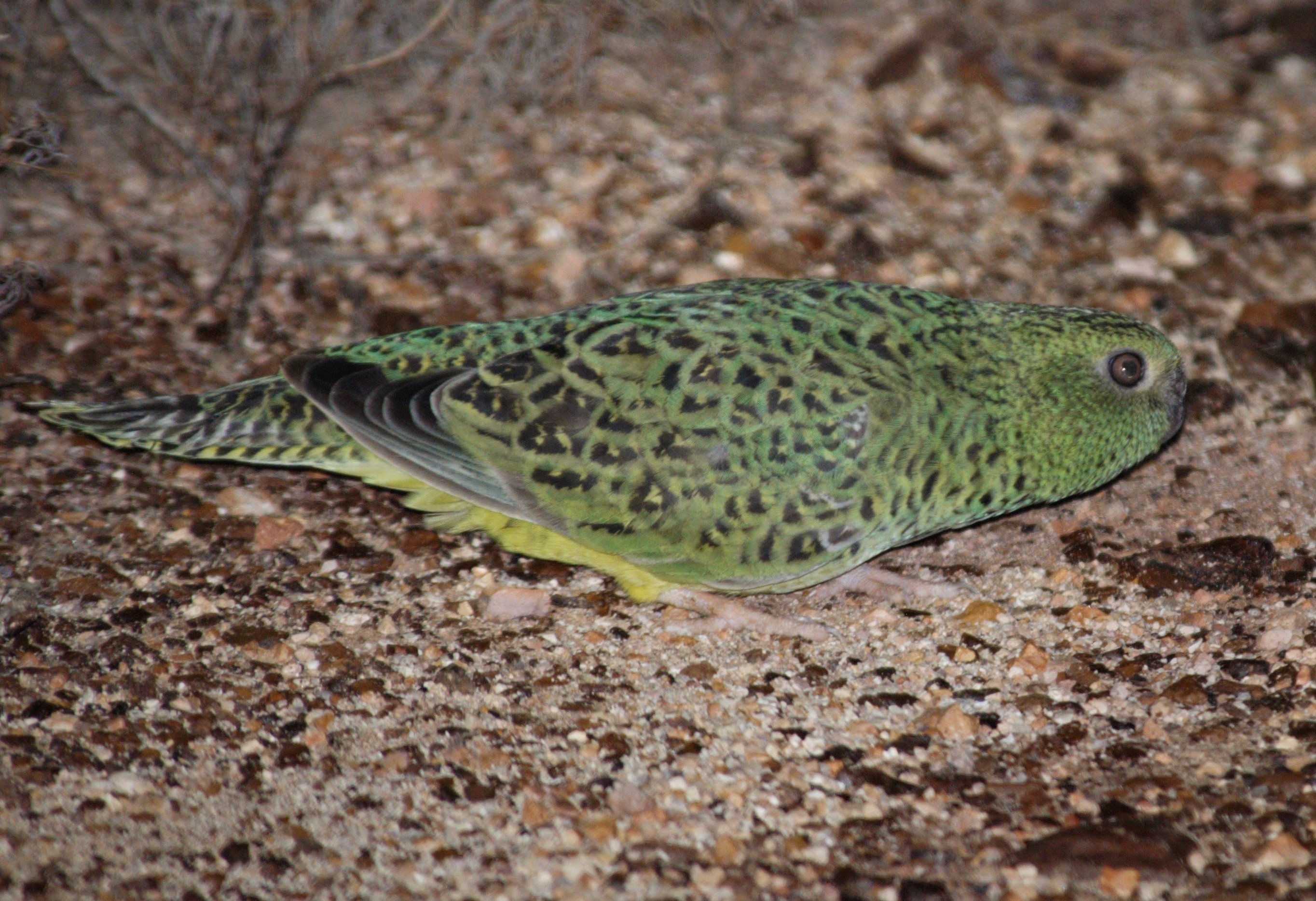 The problem with sharing information on threatened species