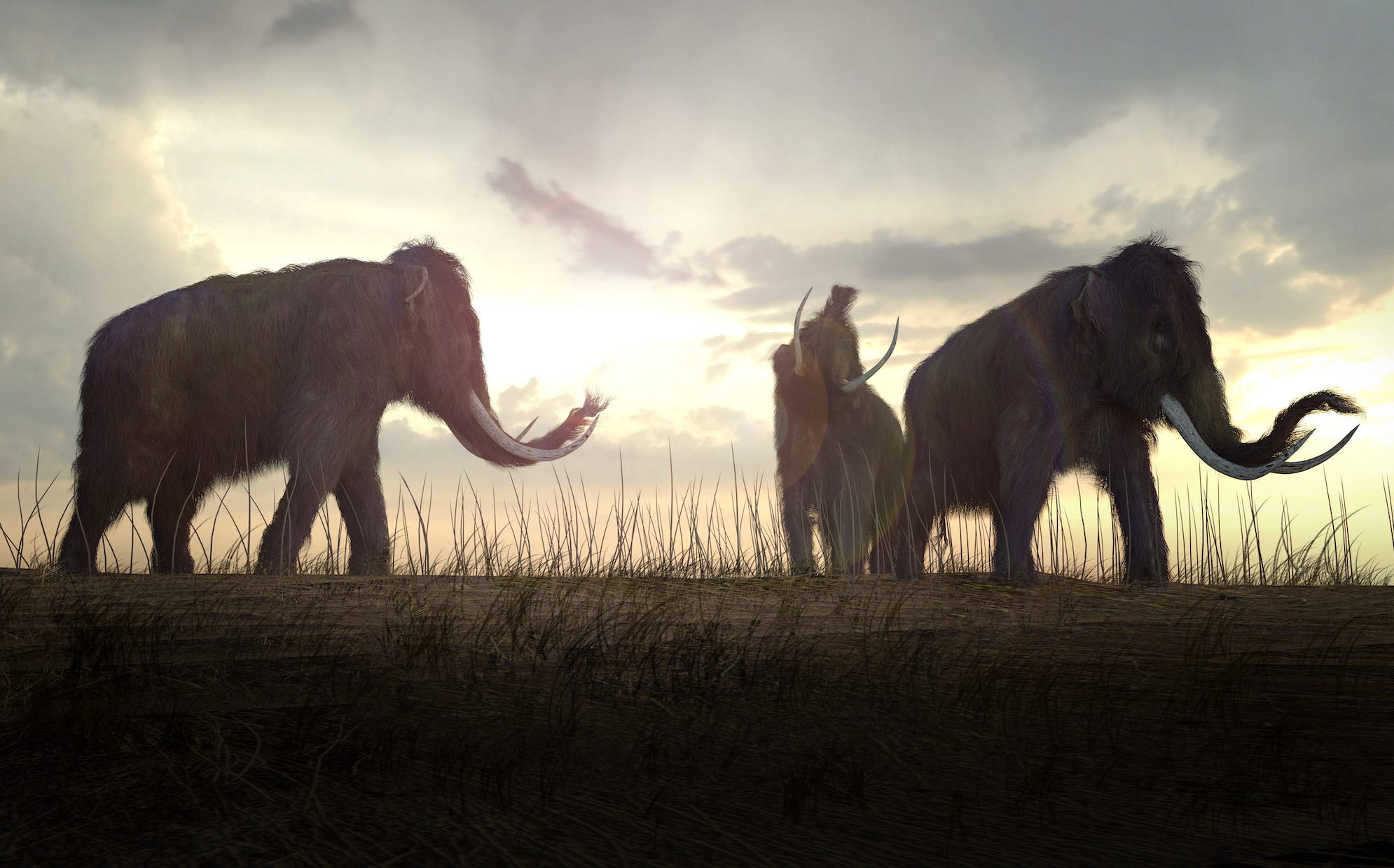 Uncovering mammoths at the Snowmastodon site in Colorado