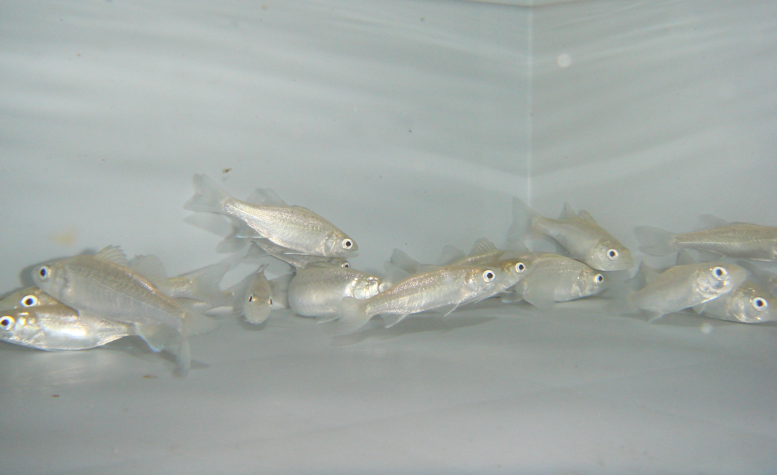 Ocean acidification causing fish to lose their sense of smell