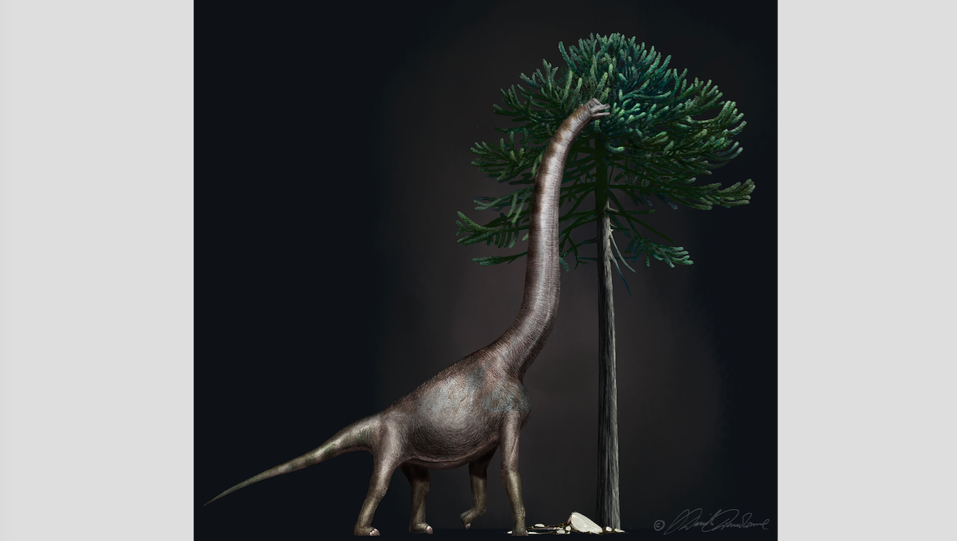 Largest dinosaur foot ever found was a Brachiosaurus relative