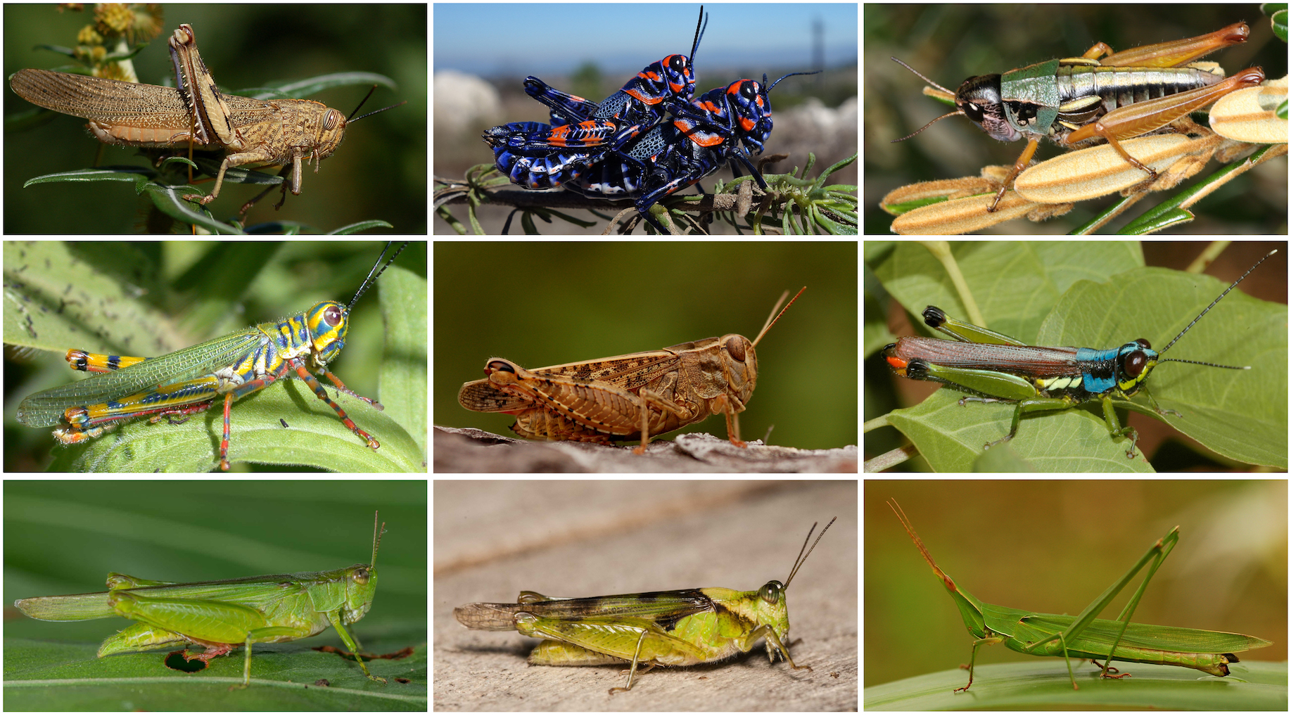 Grasshopper family tree analysis reveals South American origins